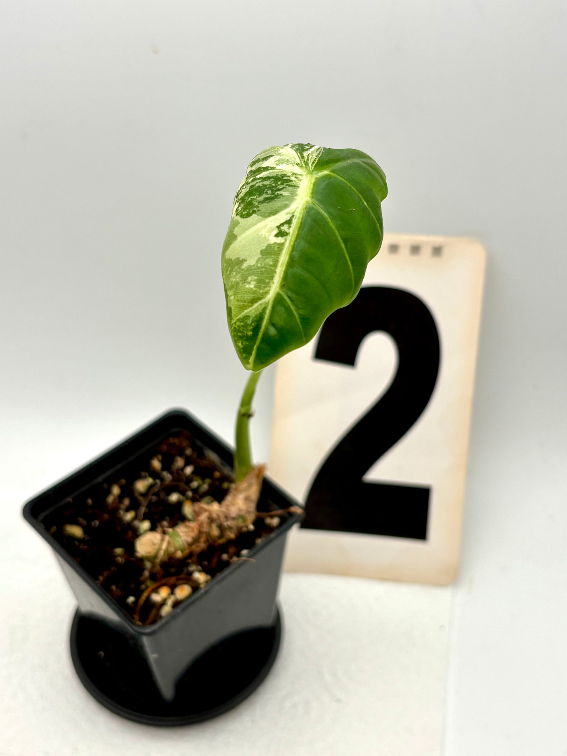 Alocasia Frydek Variegata Pflanze von Exotic-Flowers mit grünen und weißen Blättern, Nahaufnahme der dekorativen Blätter