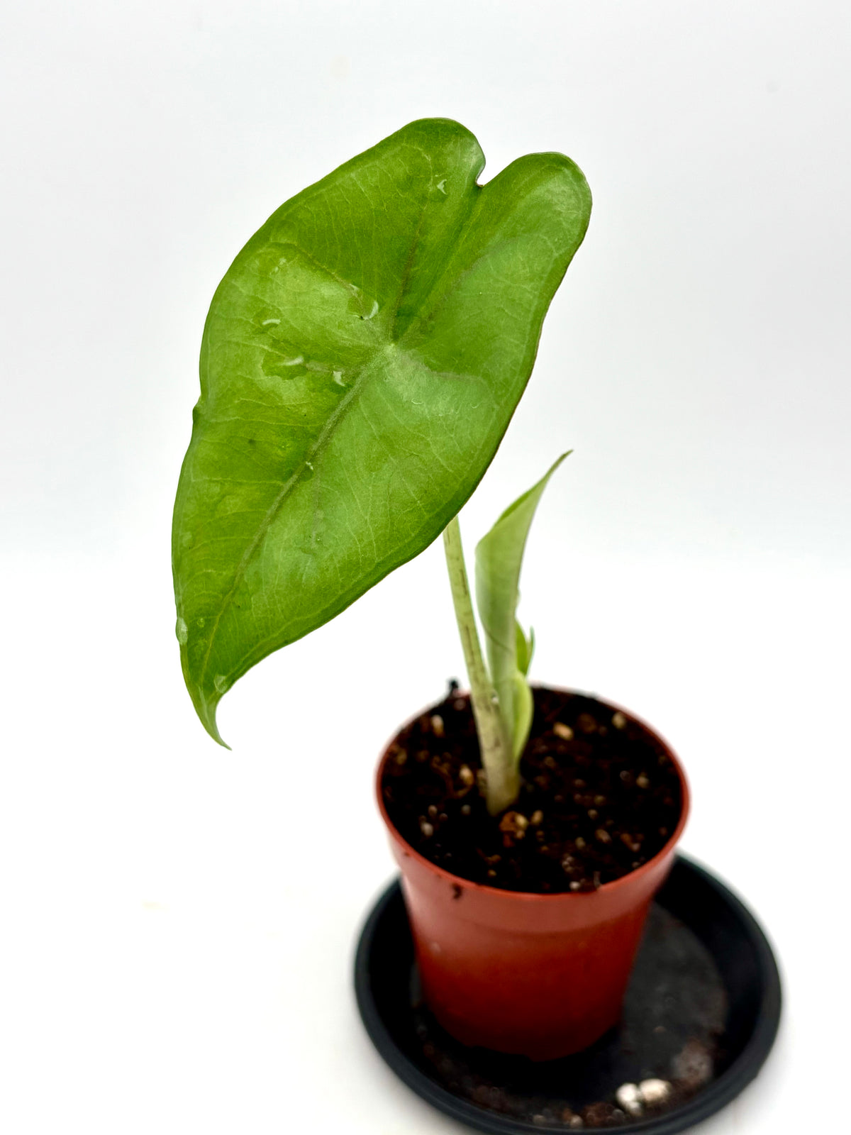 Alocasia Princeps Pflanze von Exotic-Flowers, grüne Blätter mit auffälligen weißen Adern, im Topf auf einem weißen Hintergrund.