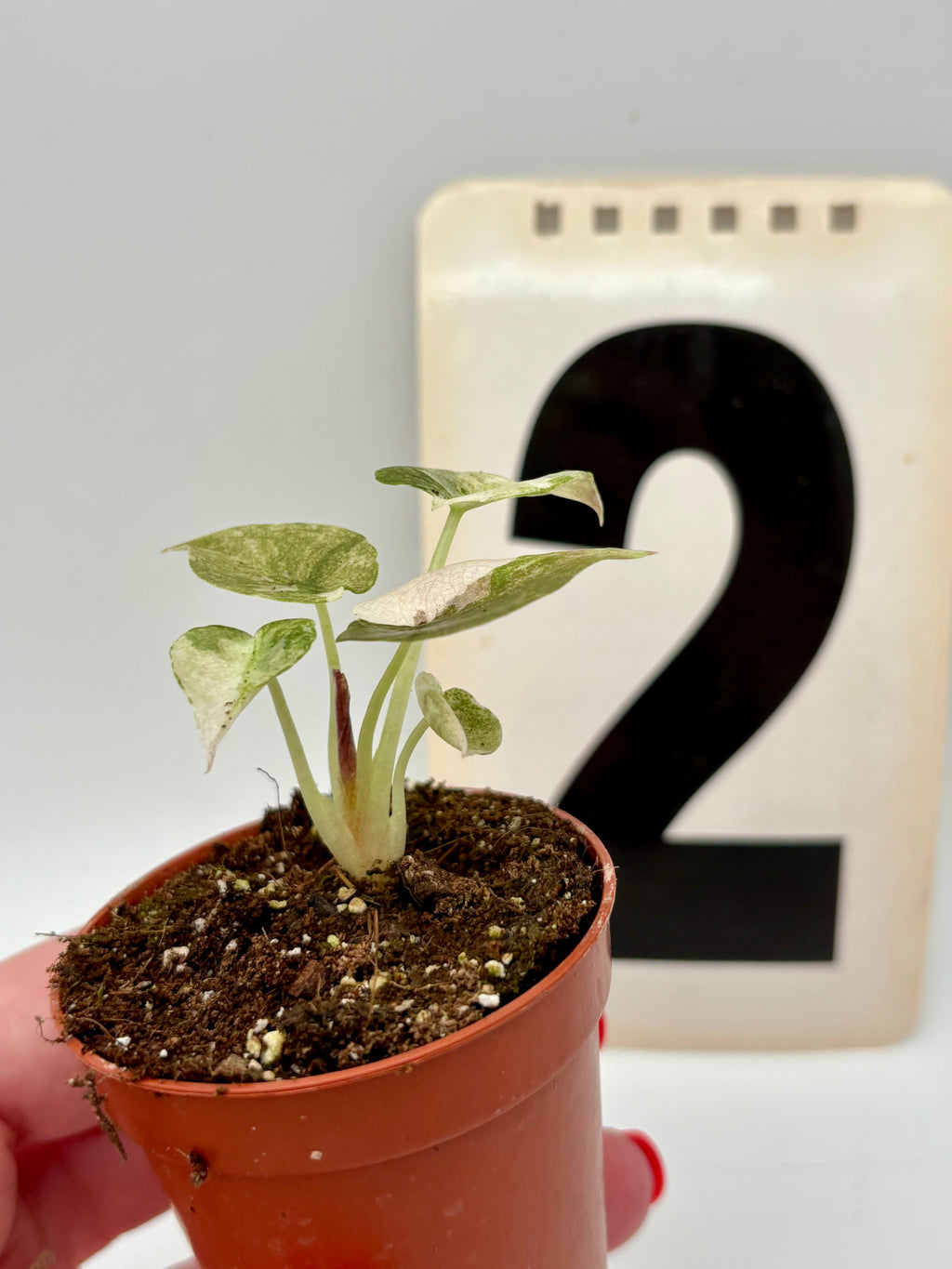 Alocasia Cuprea Mint Variegata