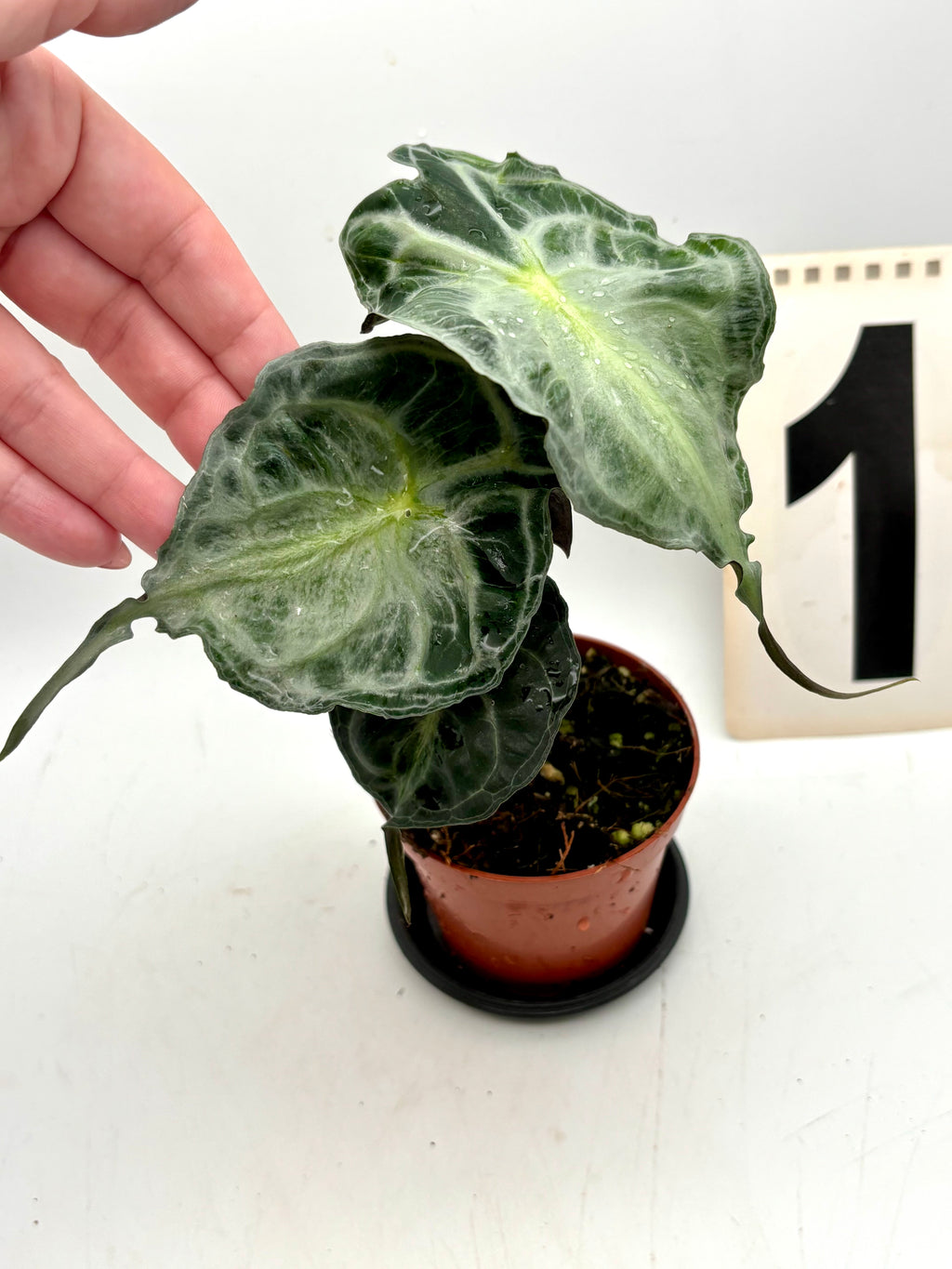 Alocasia Venom Pflanze von Exotic-Flowers mit großen, dunkelgrünen Blättern und auffälligen schwarzen Adern, im Topf.