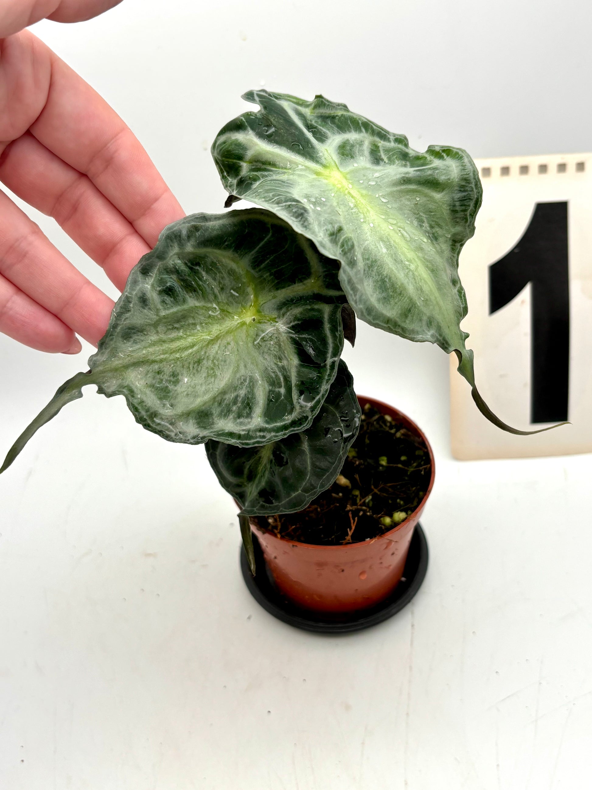 Alocasia Venom Pflanze von Exotic-Flowers mit großen, dunkelgrünen Blättern und auffälligen schwarzen Adern, im Topf.