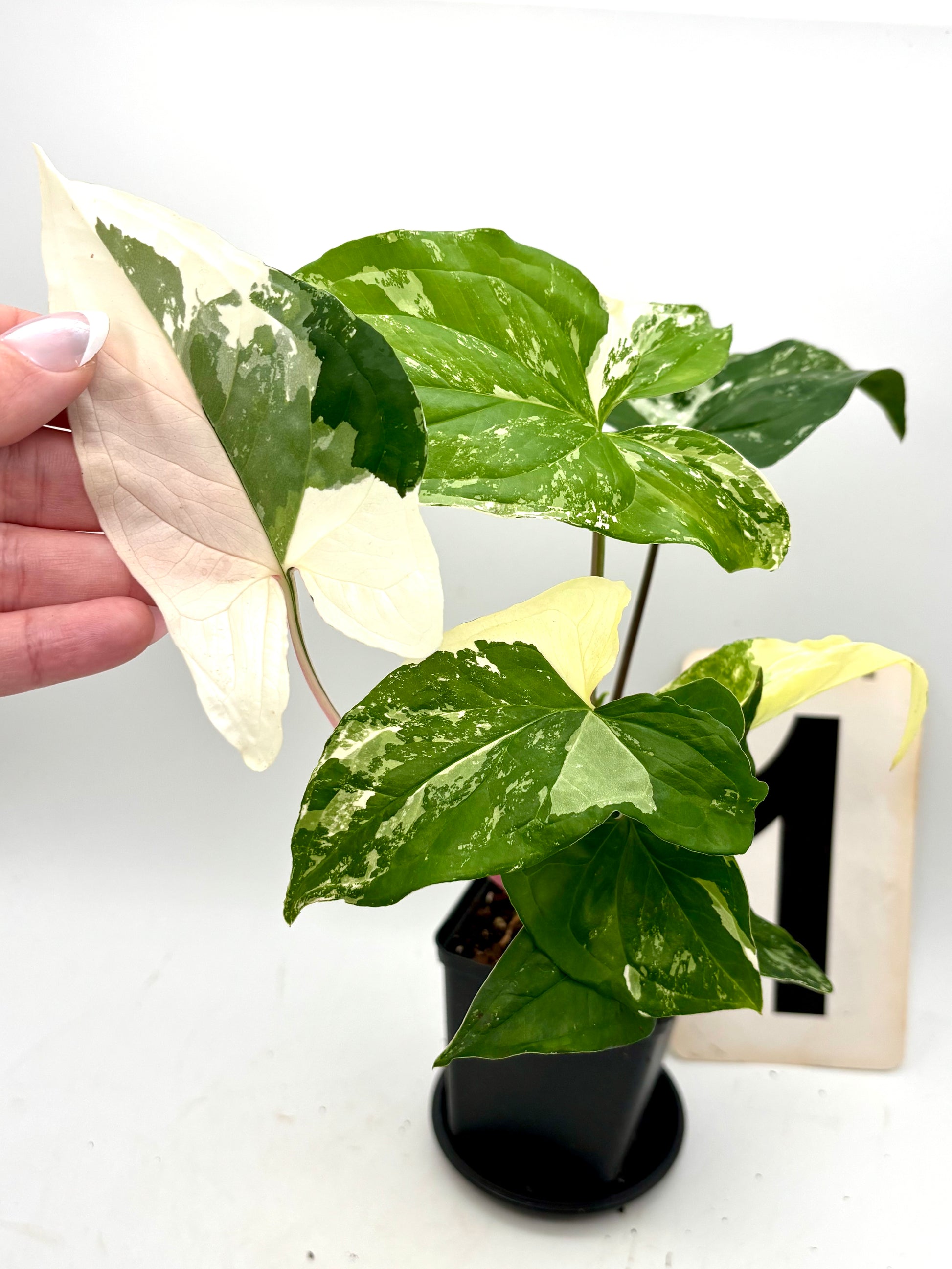Syngonium Albo Variegata