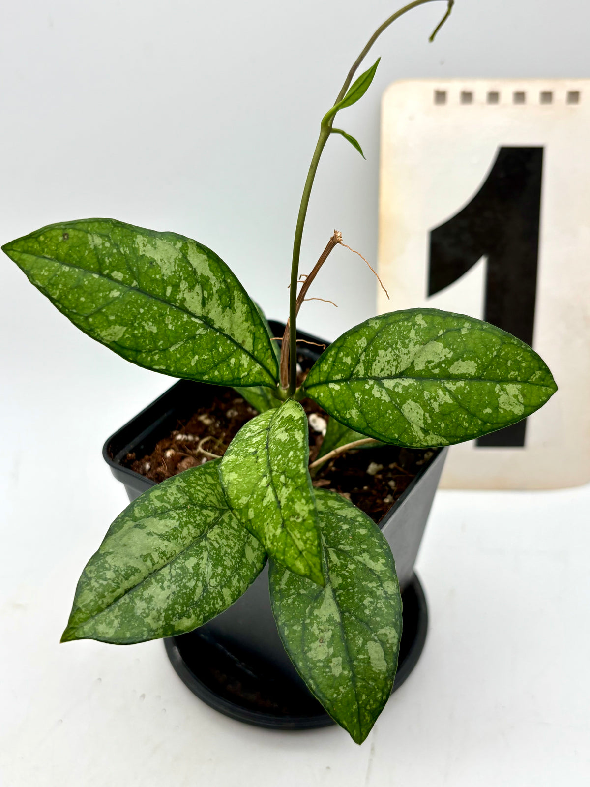 Hoya Crassipetiolata Pflanze mit grünen, pfeilförmigen Blättern, auf einem weißen Hintergrund, von Exotic-Flowers.