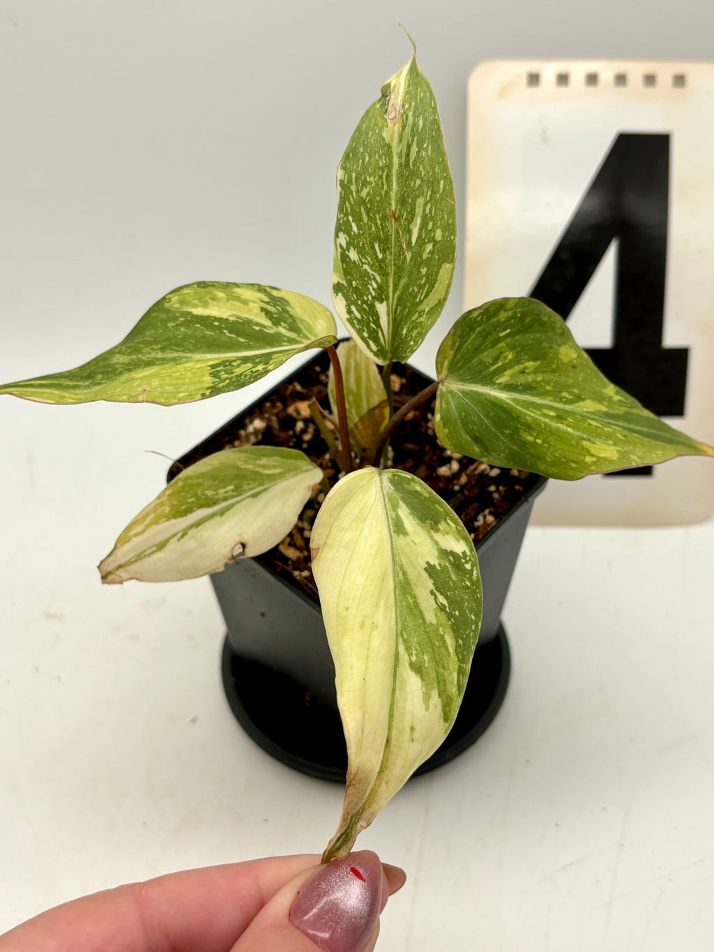 Variegierter Philodendron Gloriosum Tricolor von Exotic-Flowers mit grünen, weißen und rosafarbenen Blättern, detailreiche Pflanzenaufnahme