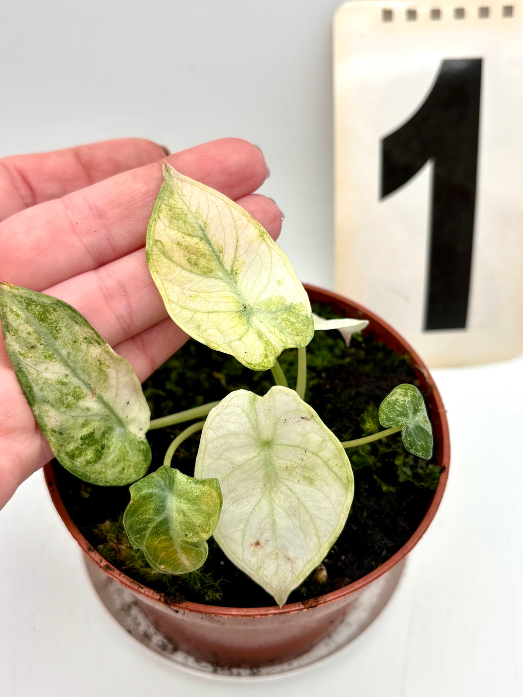 Alocasia Ninja Tricolor Variegata - Exotic-Flowers