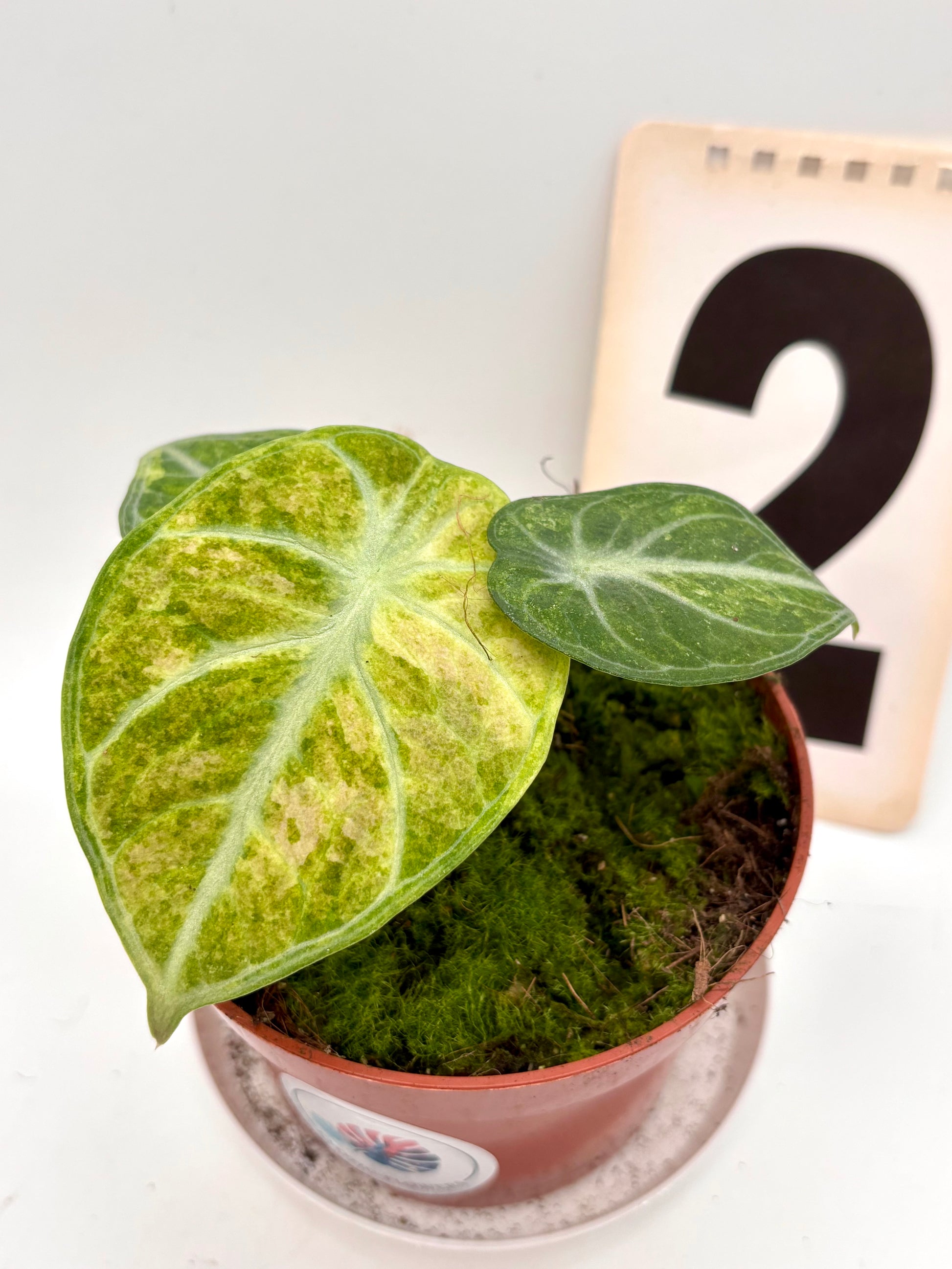 Alocasia Ninja Tricolor