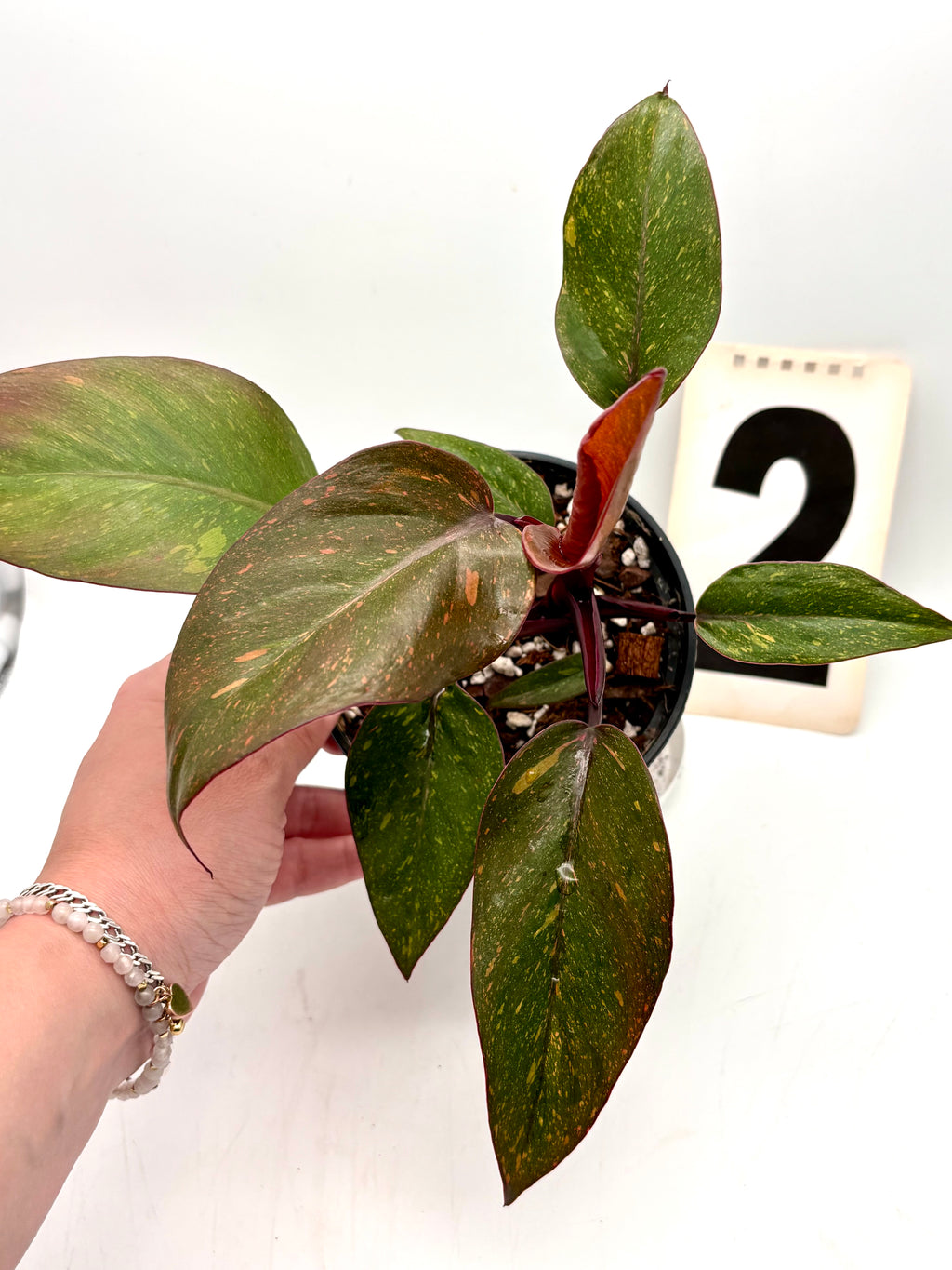 Philodendron Orange Princess