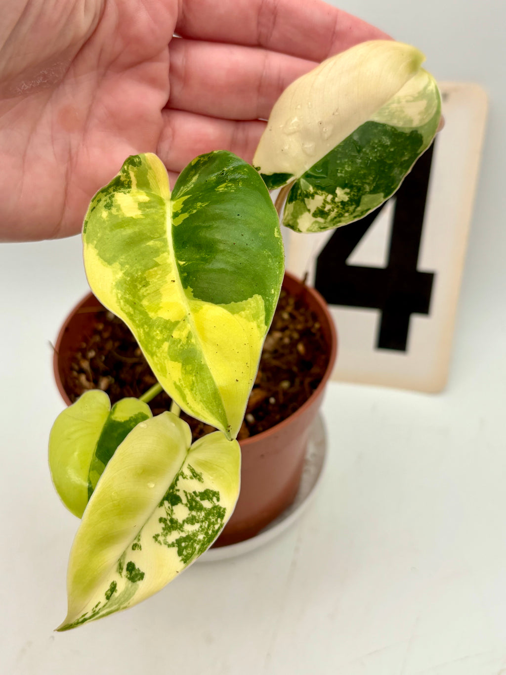 Philodendron Burle Marx Variegata von Exotic-Flowers mit grünen und variegierten Blättern, Nahaufnahme der Blätter.