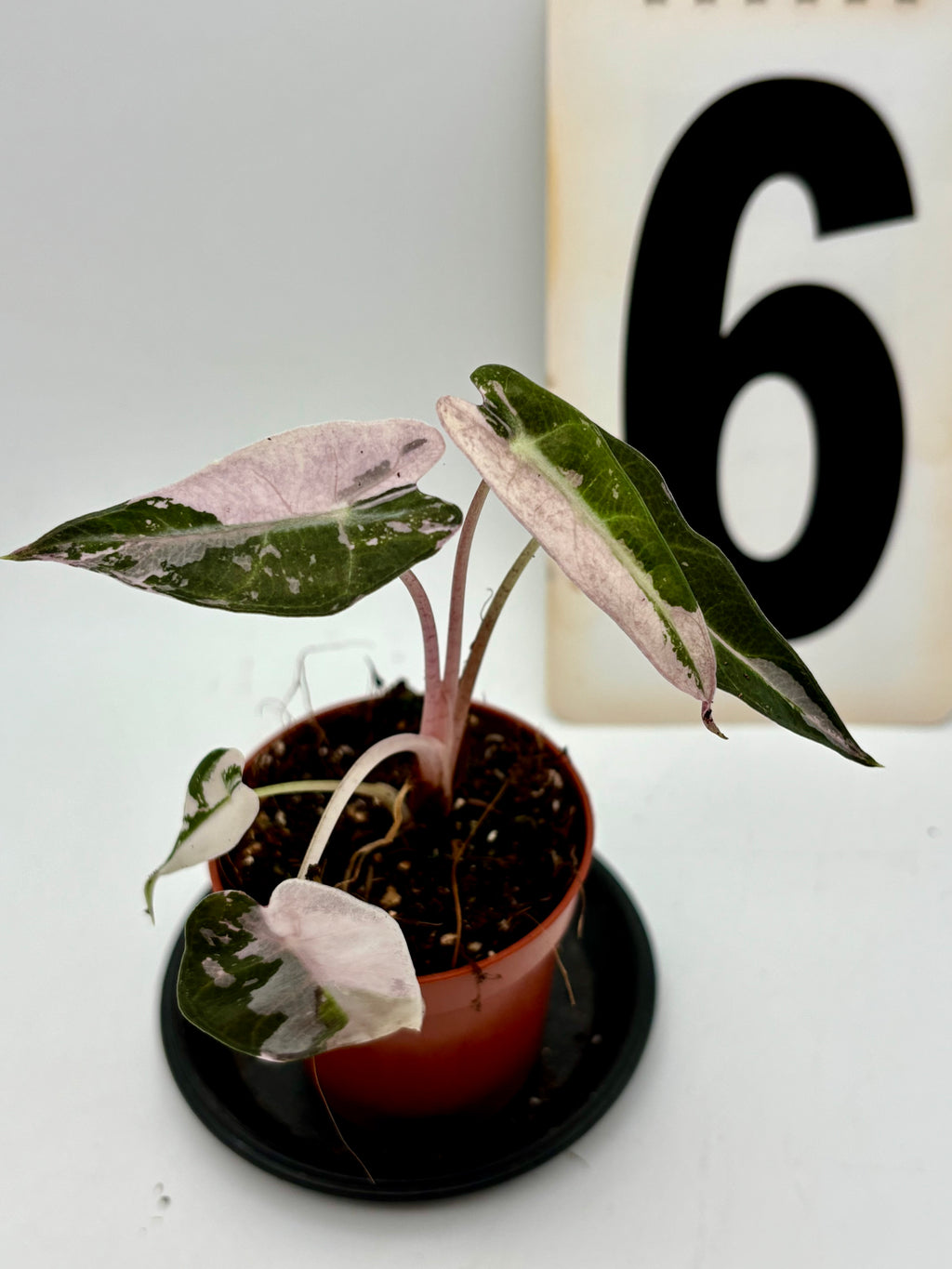 Variegierte Alocasia Bambino Pflanze von Exotic-Flowers mit großen, grünen und weißen Blättern in Top-Ansicht.