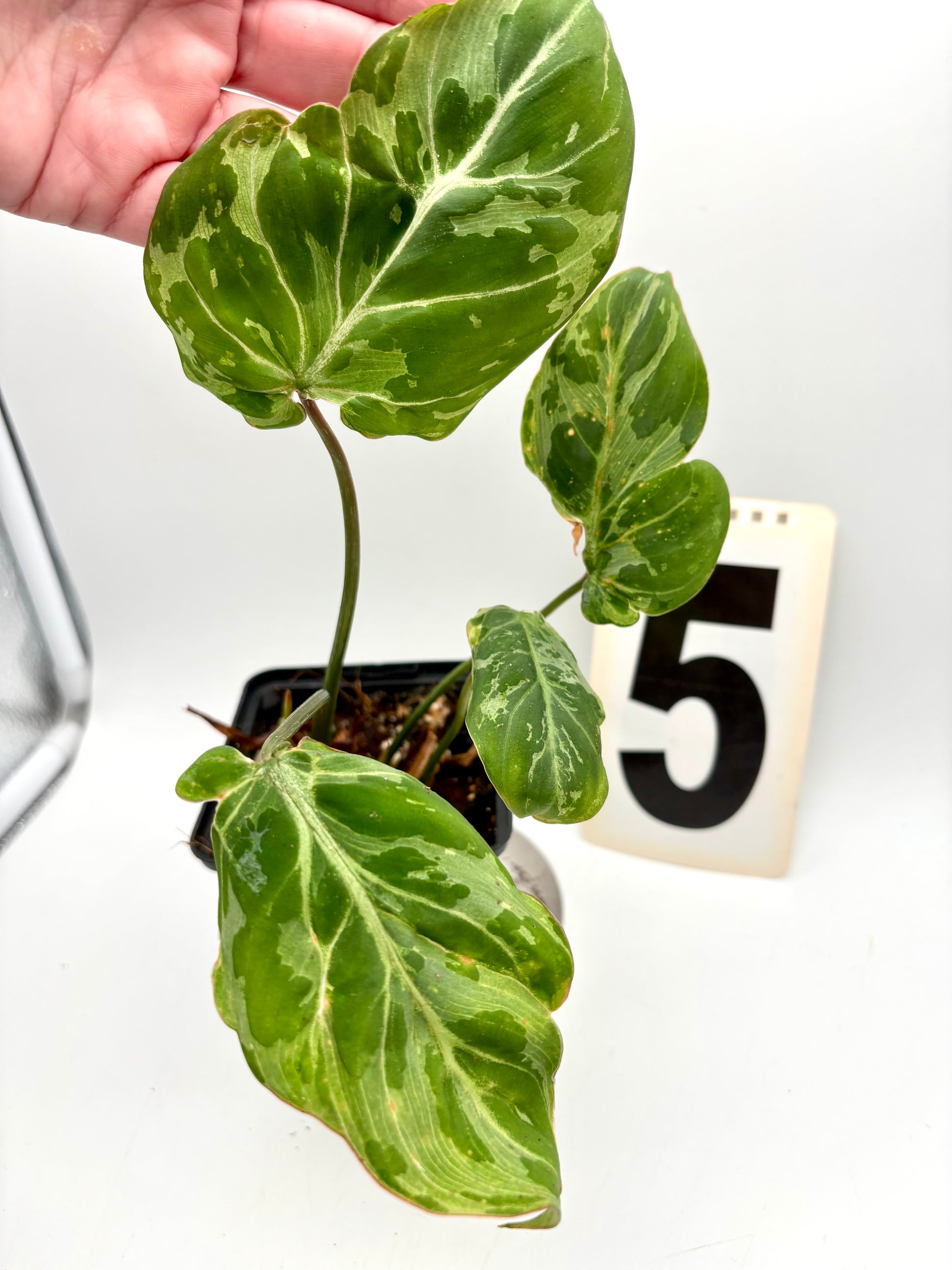 Philodendron Gloriosum Variegata / Snow Leopard