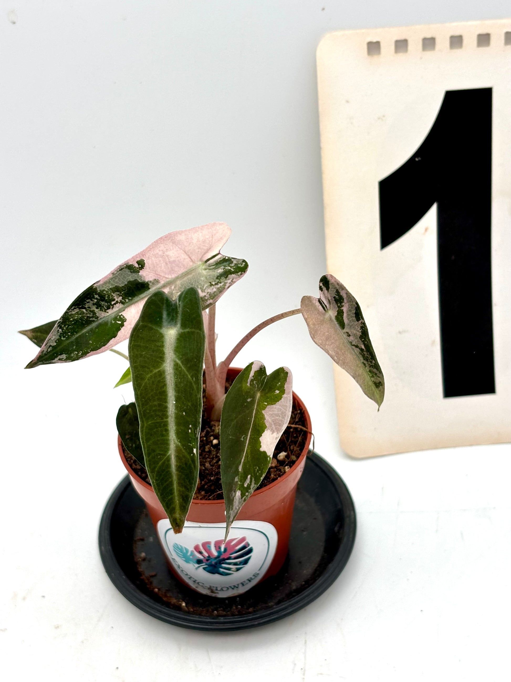 Alocasia Bambino Variegata