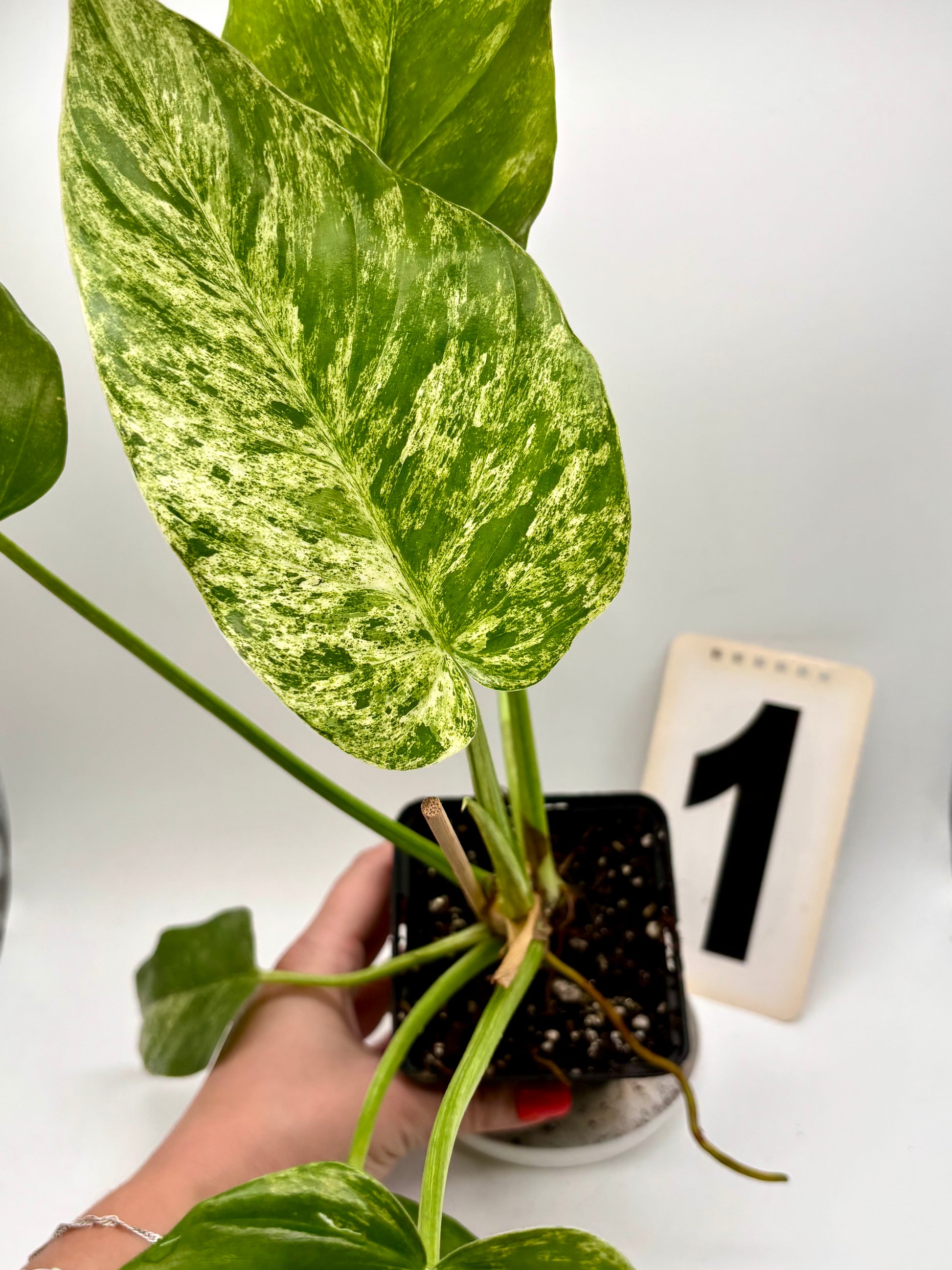 Philodendron Giganteum Variegata