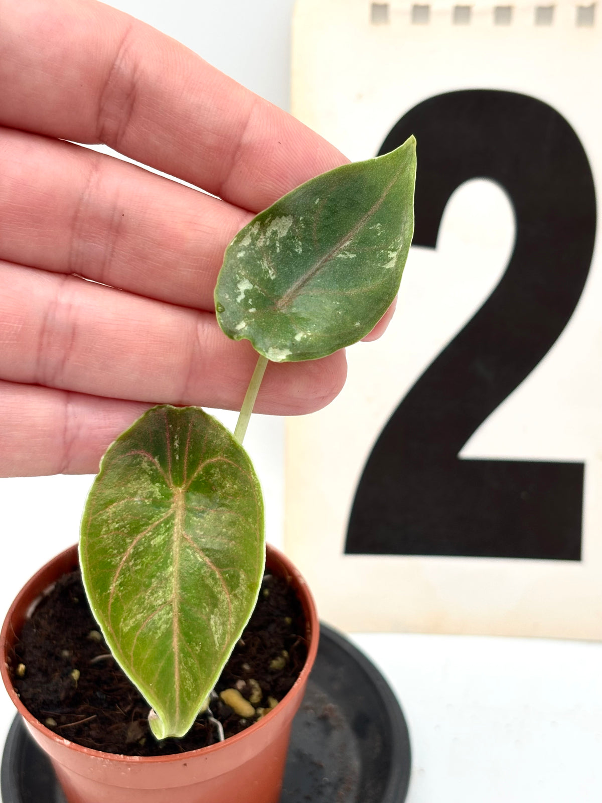 Alocasia Azlanii Variegata Pflanze mit grünen und weißen Blättern, exotische Zimmerpflanze von Exotic-Flowers