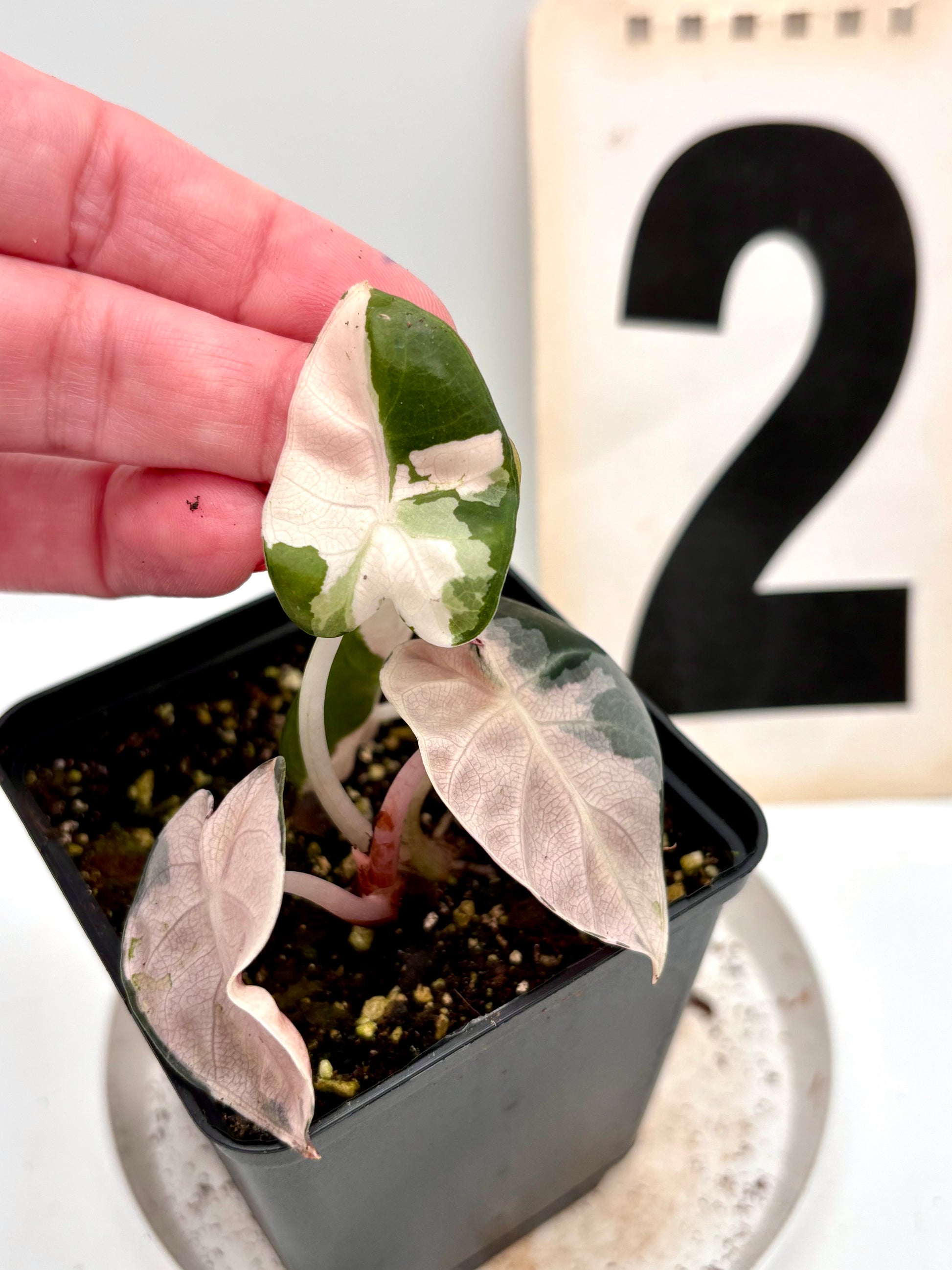 Alocasia Balloon Heart Variegata - Exotic-Flowers