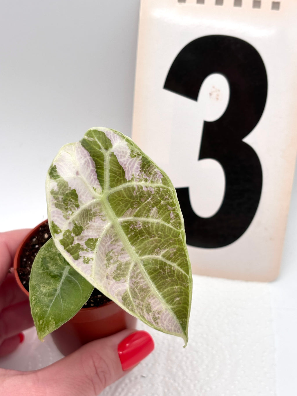 Alocasia Watsoniana Doff Variegata
