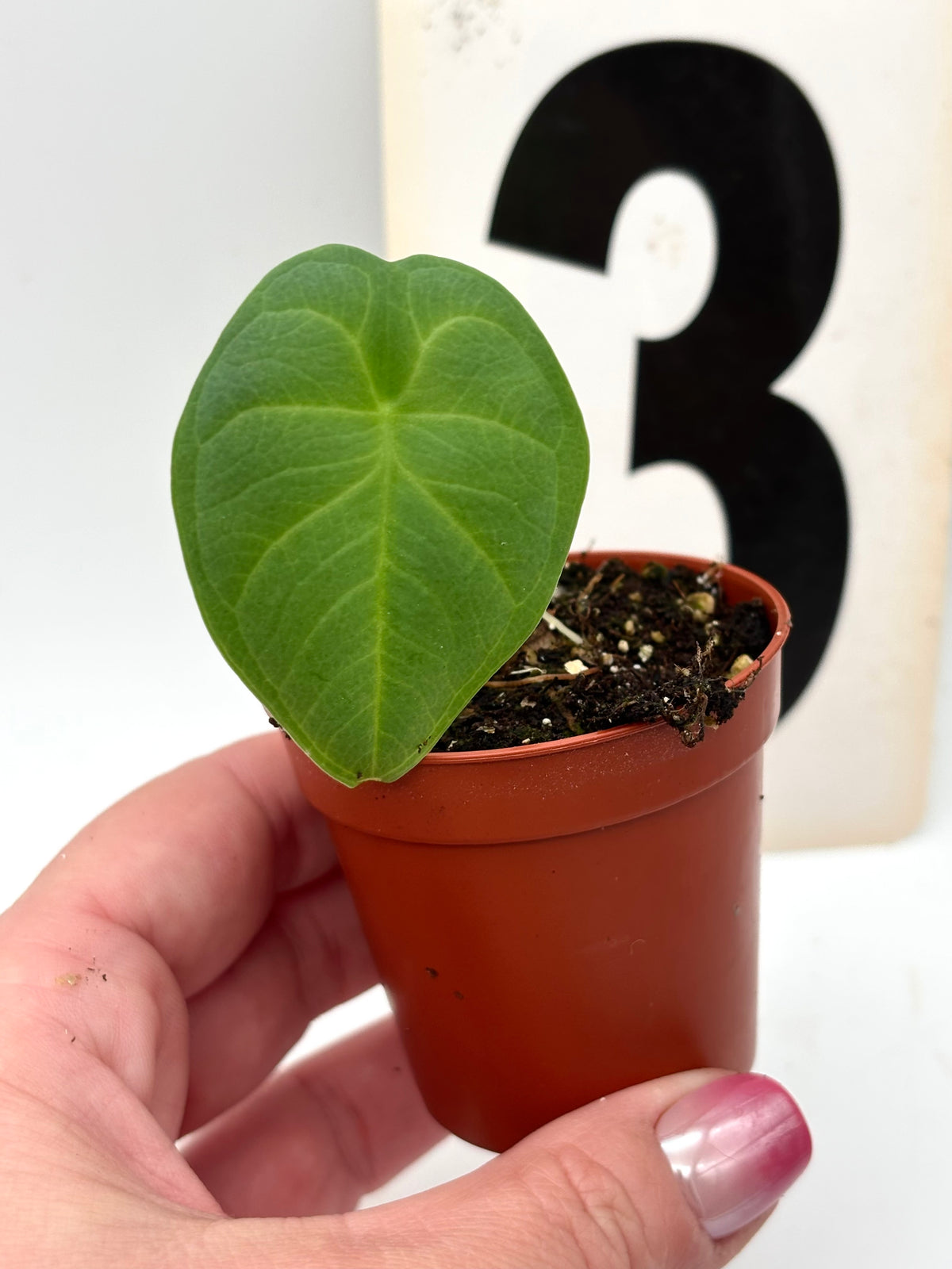 Alocasia Chaii