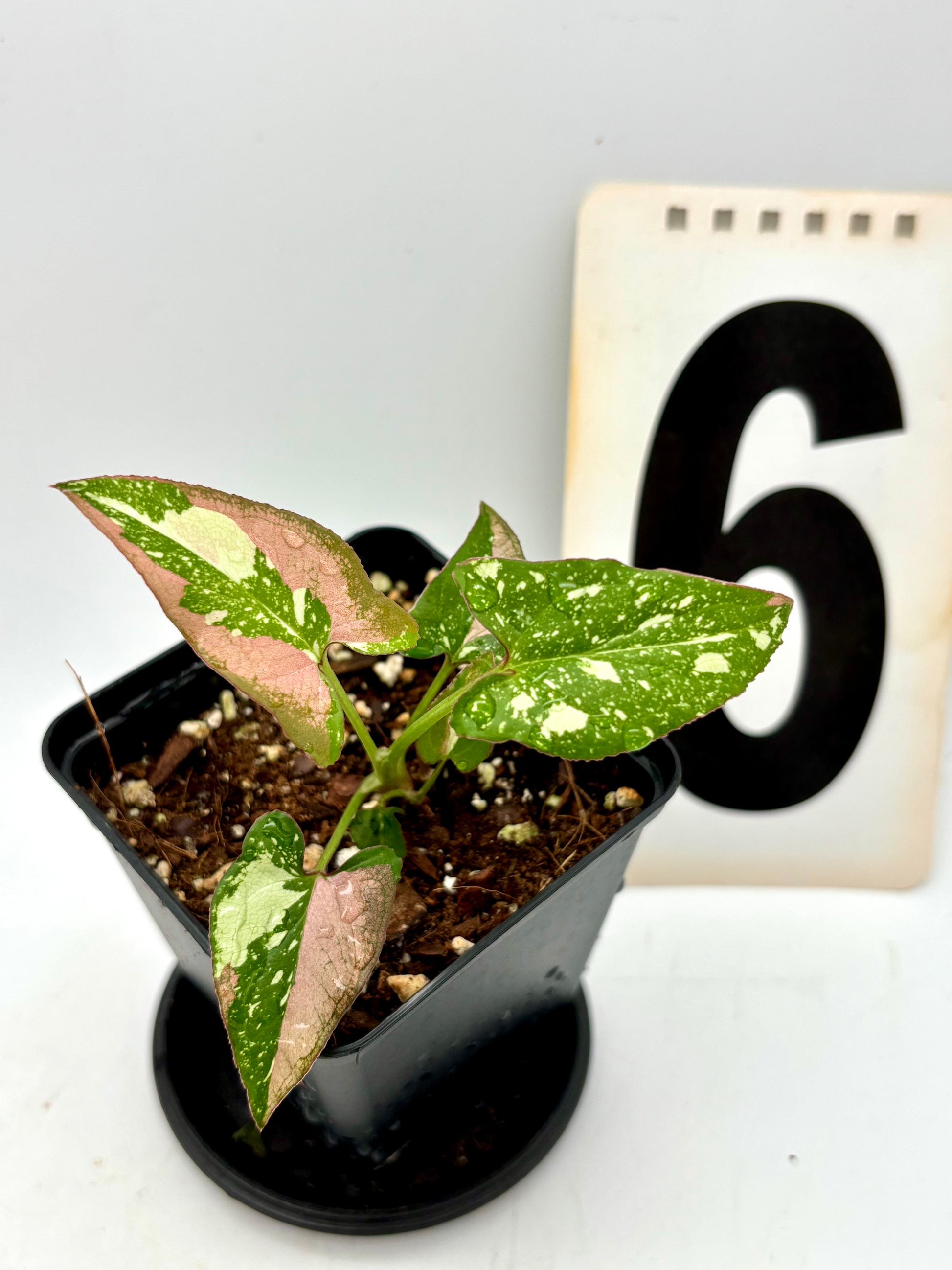 Syngonium Red Spot Tricolor