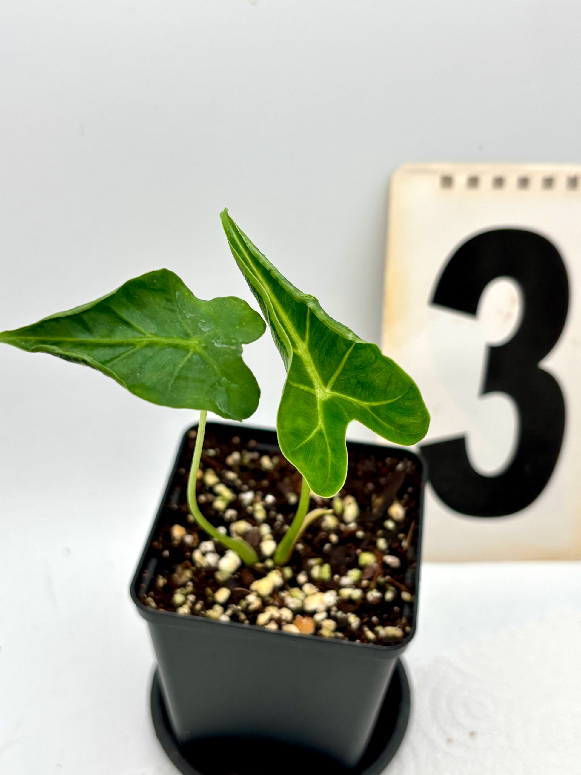 Alocasia Frydek Tattoo / Emerald Tide