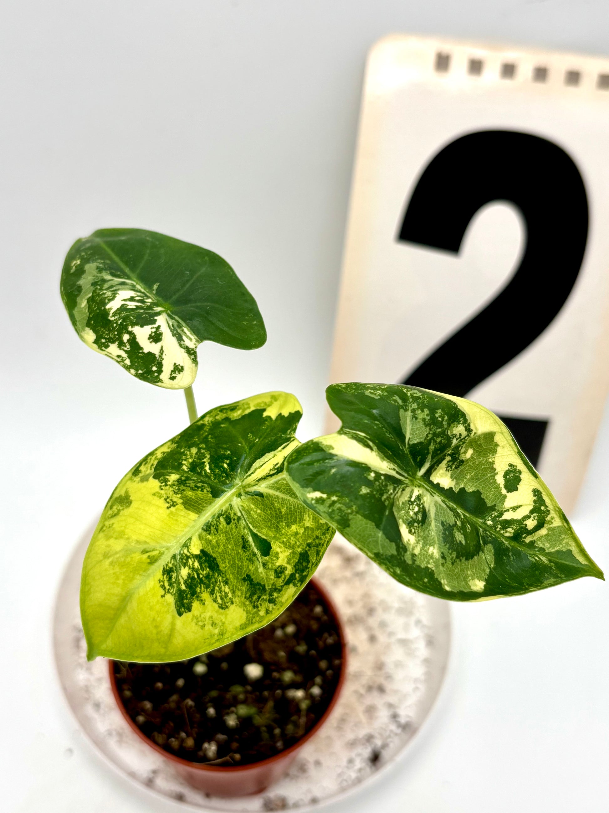 Alocasia Frydek Variegata