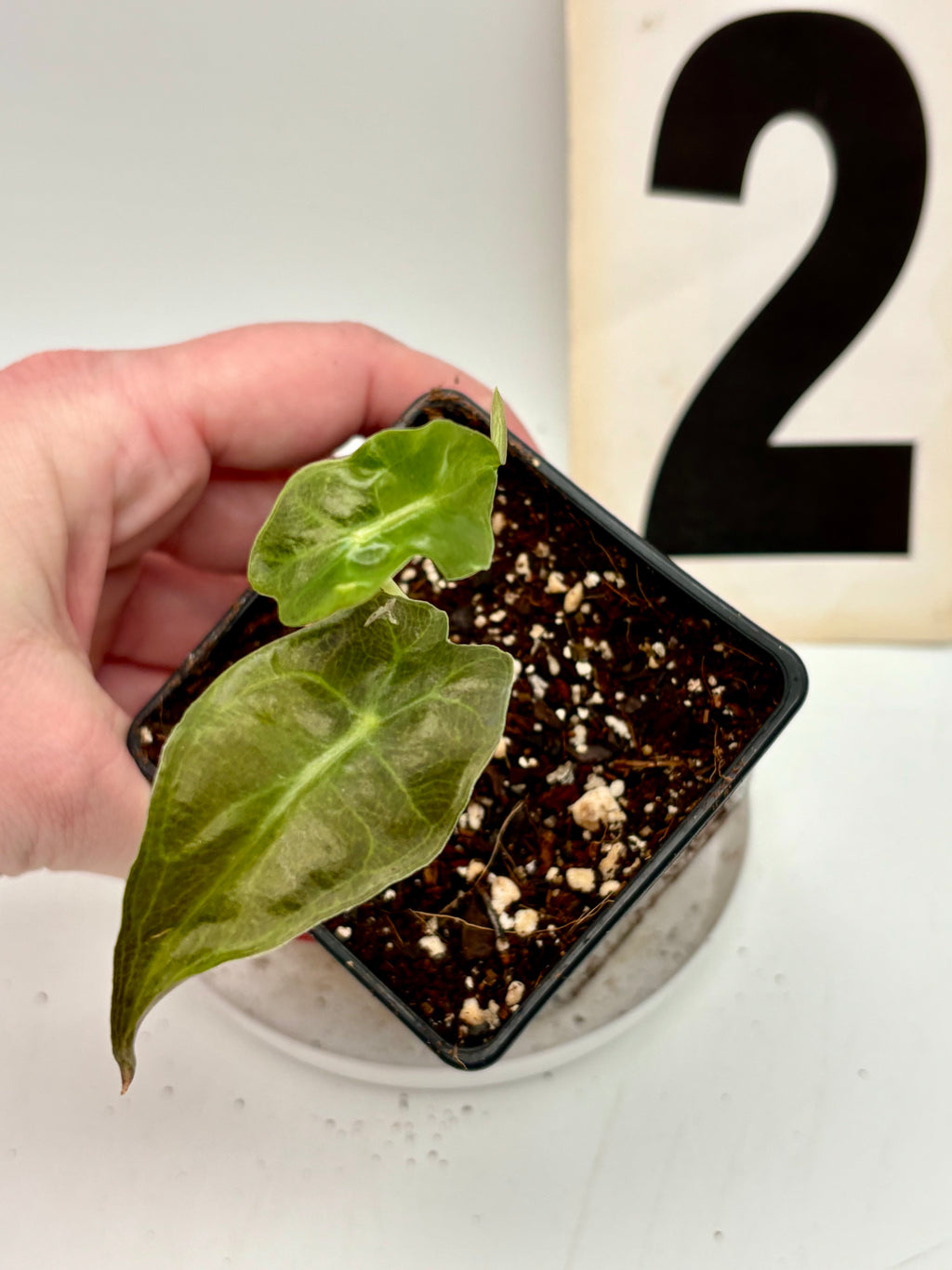 Alocasia Venom - Exotic-Flowers