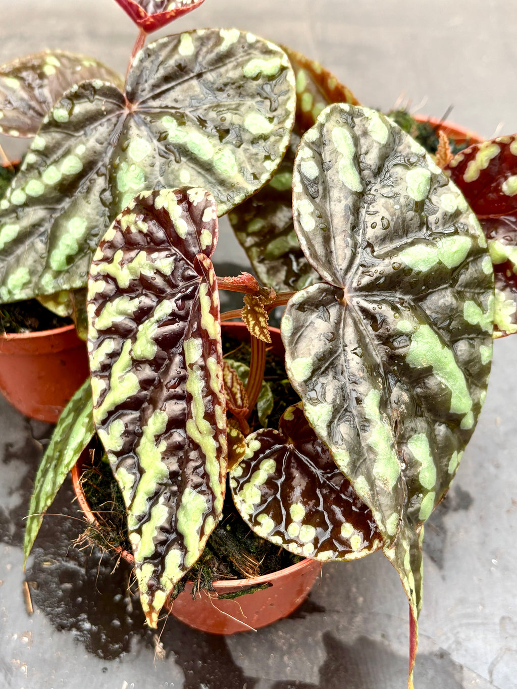 Begonia Filiformis Irmsch