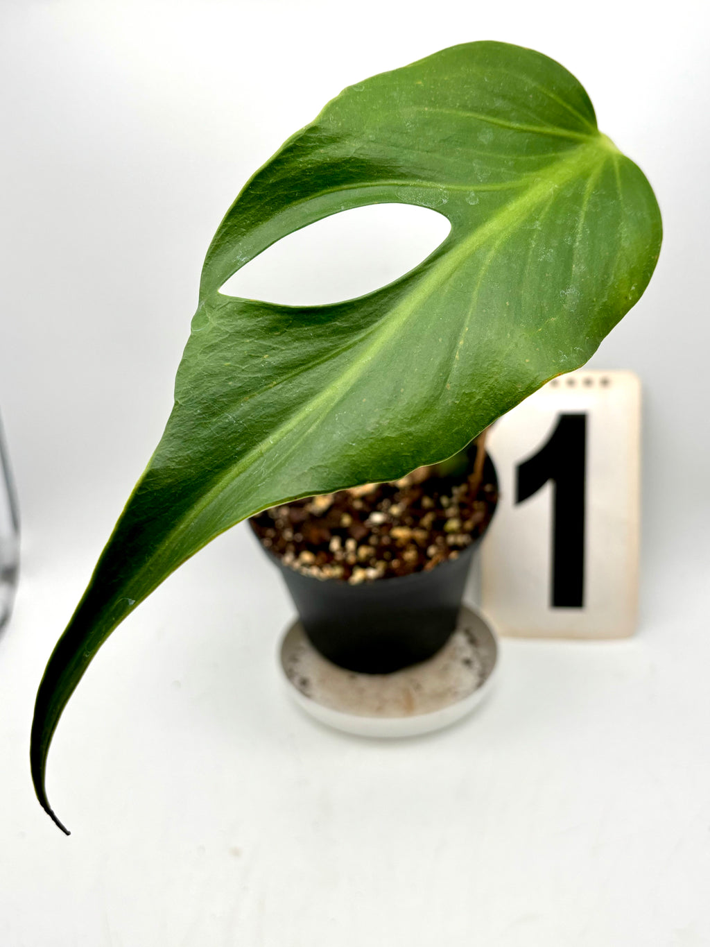 Helle Monstera Burle Marx Flame / Dilacerata im Topf, exotische Zimmerpflanze mit markanten Blättern, von Exotic-Flowers