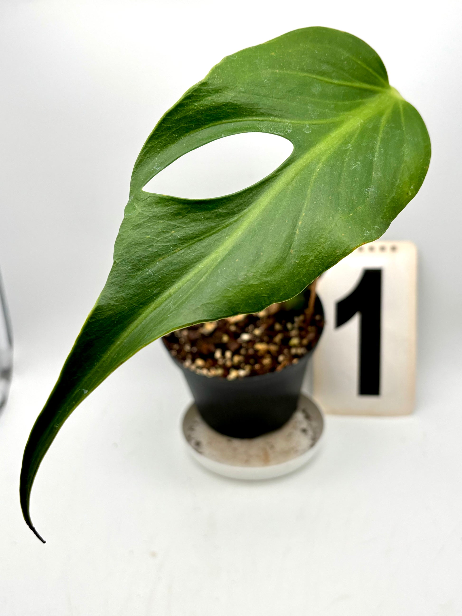 Helle Monstera Burle Marx Flame / Dilacerata im Topf, exotische Zimmerpflanze mit markanten Blättern, von Exotic-Flowers