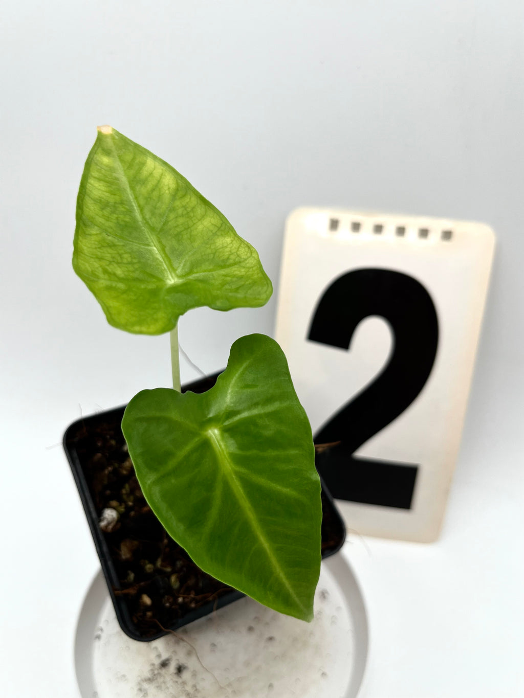 Alocasia Frydek Tattoo / Emerald Tide