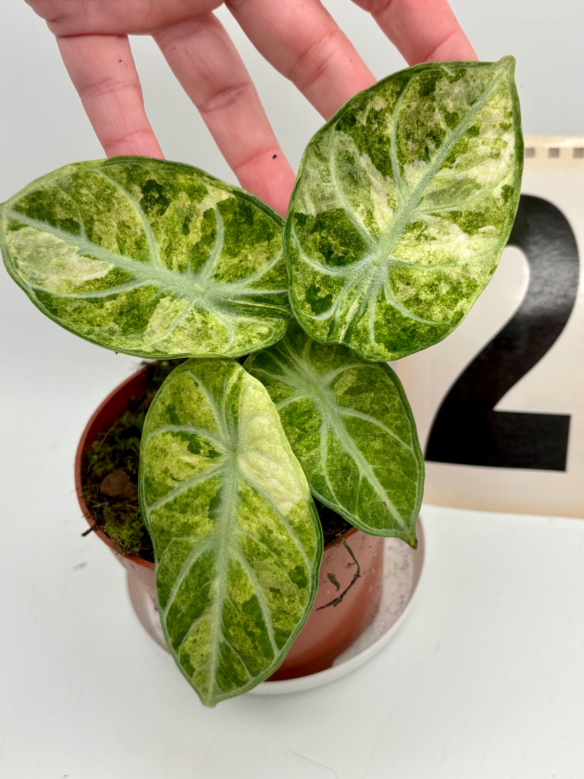 Alocasia Ninja Tricolor