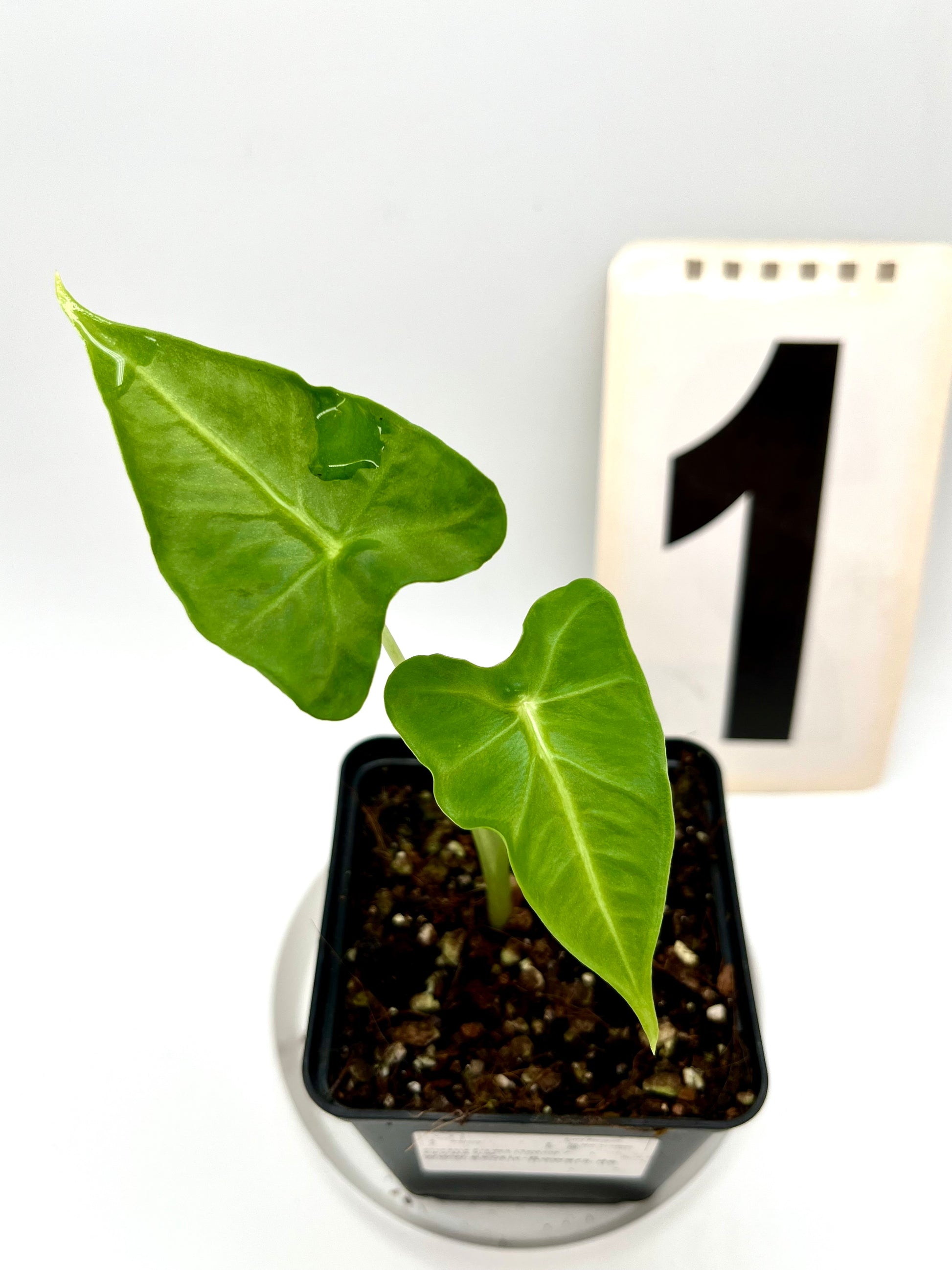 Alocasia Frydek Tattoo / Emerald Tide
