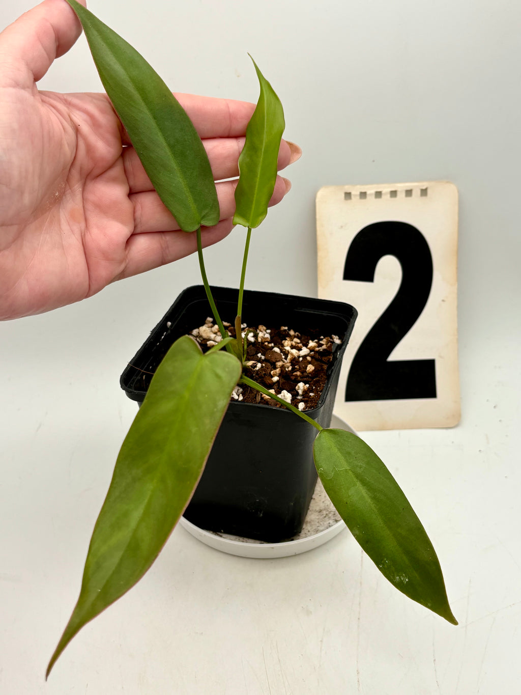 Exotic-Flowers Philodendron Atabapoense mit großen grünen Blättern, Nahaufnahme der Pflanze in Top-Qualität