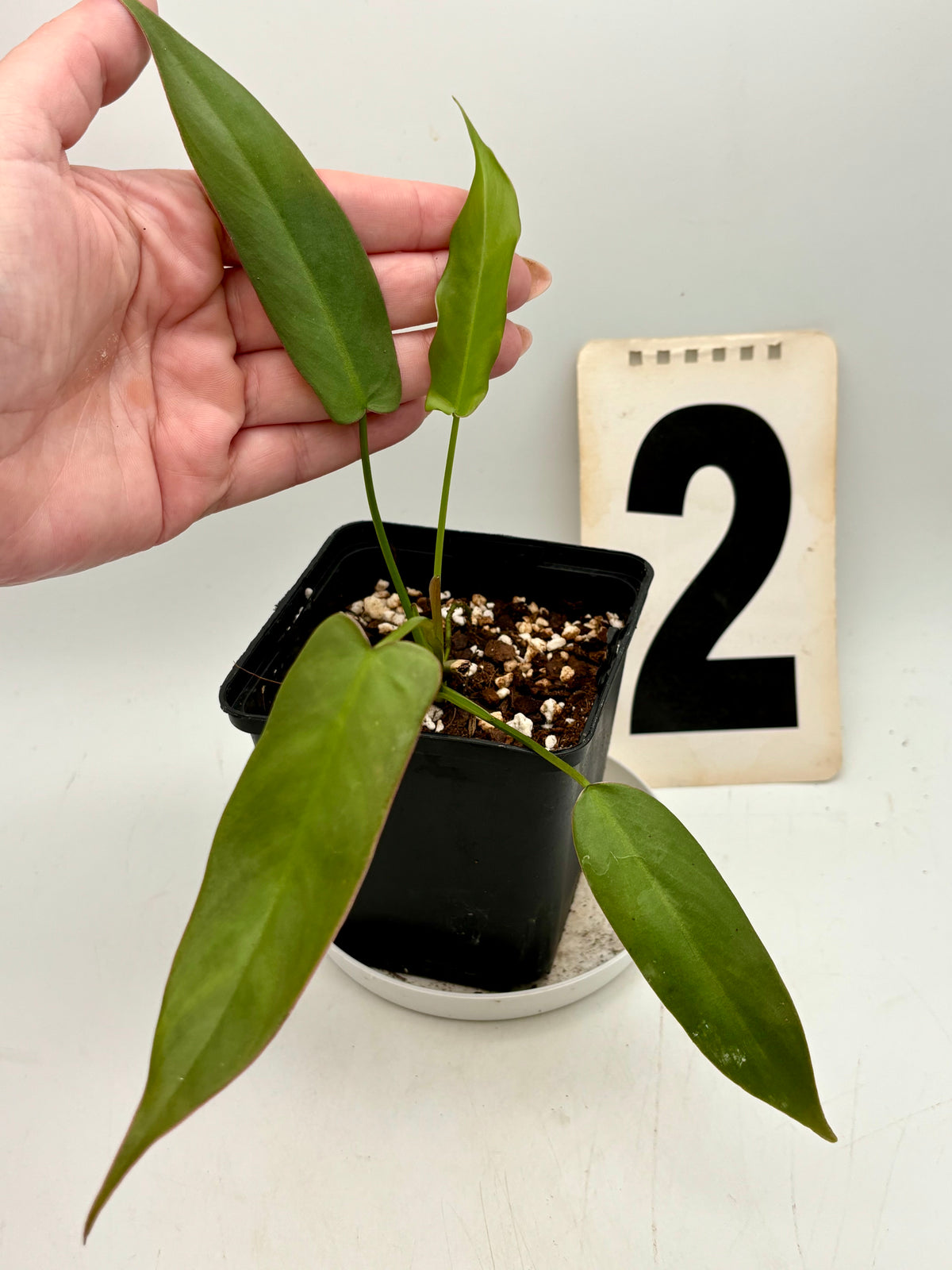 Exotic-Flowers Philodendron Atabapoense mit großen grünen Blättern, Nahaufnahme der Pflanze in Top-Qualität