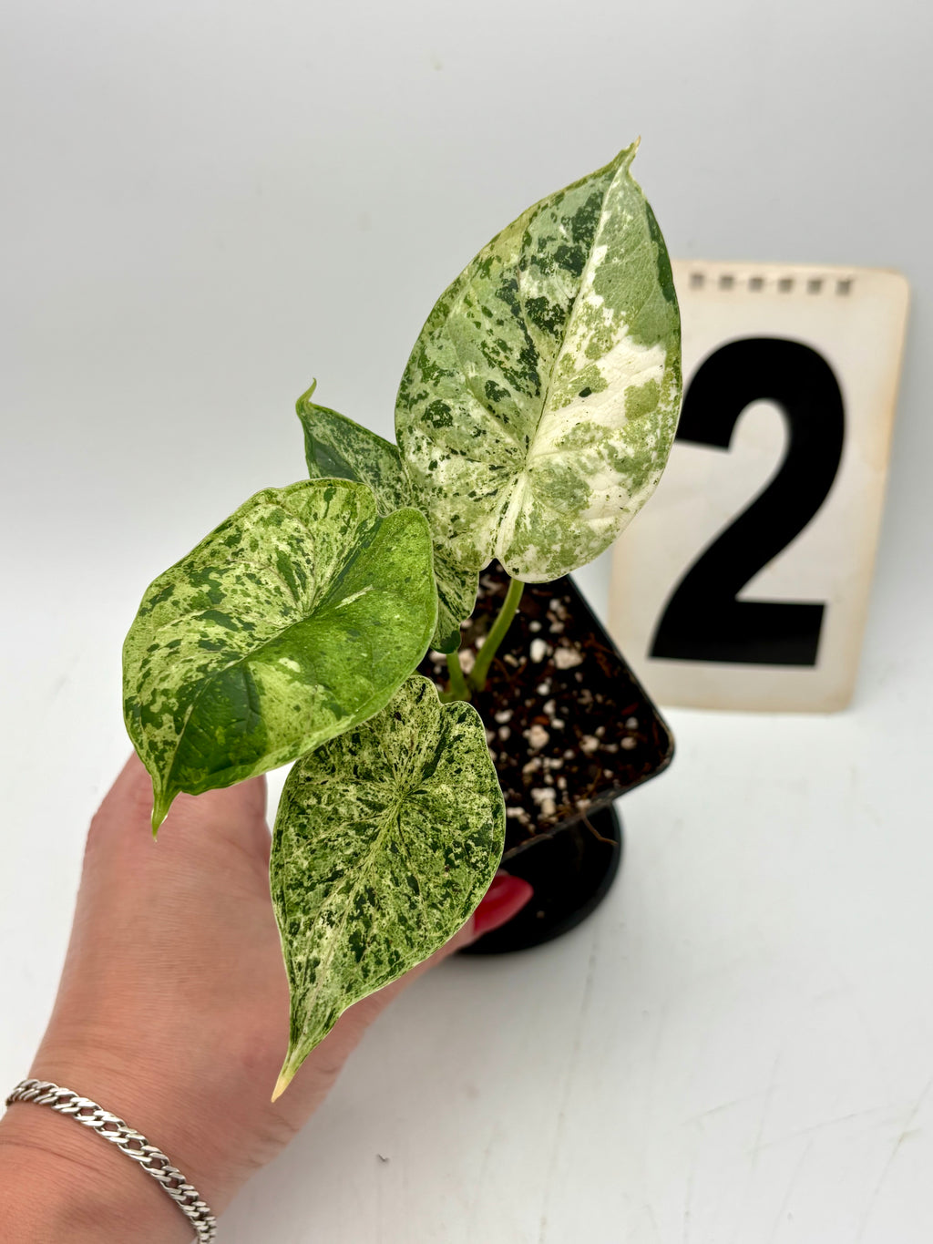 Alocasia Dragon Scale Mint Pflanze mit großen, gezackten grünen Blättern und auffälliger Musterung, im Topf auf einer Terrasse.