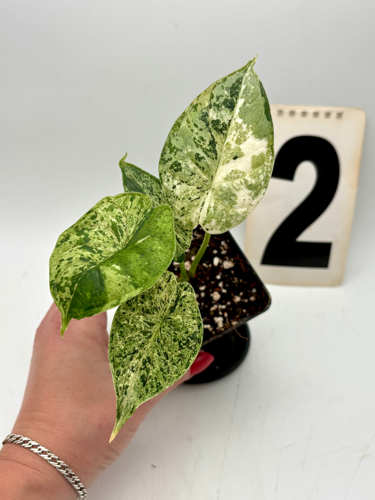 Alocasia Dragon Scale Mint Pflanze mit großen, gezackten grünen Blättern und auffälliger Musterung, im Topf auf einer Terrasse.