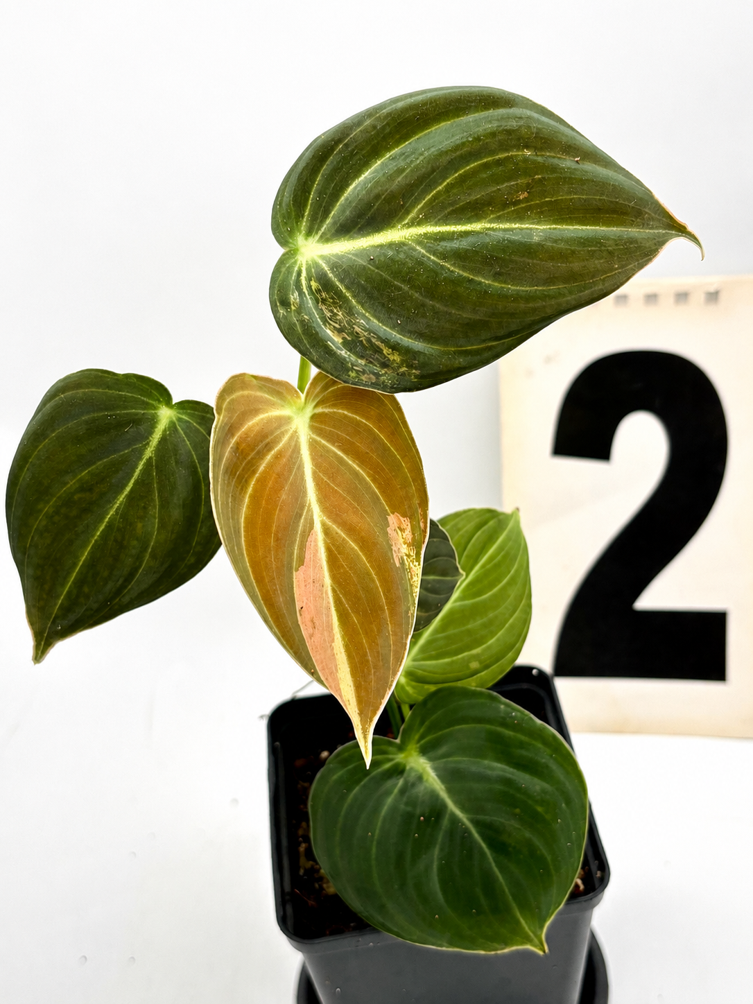 Philodendron Melanochrysum Variegata