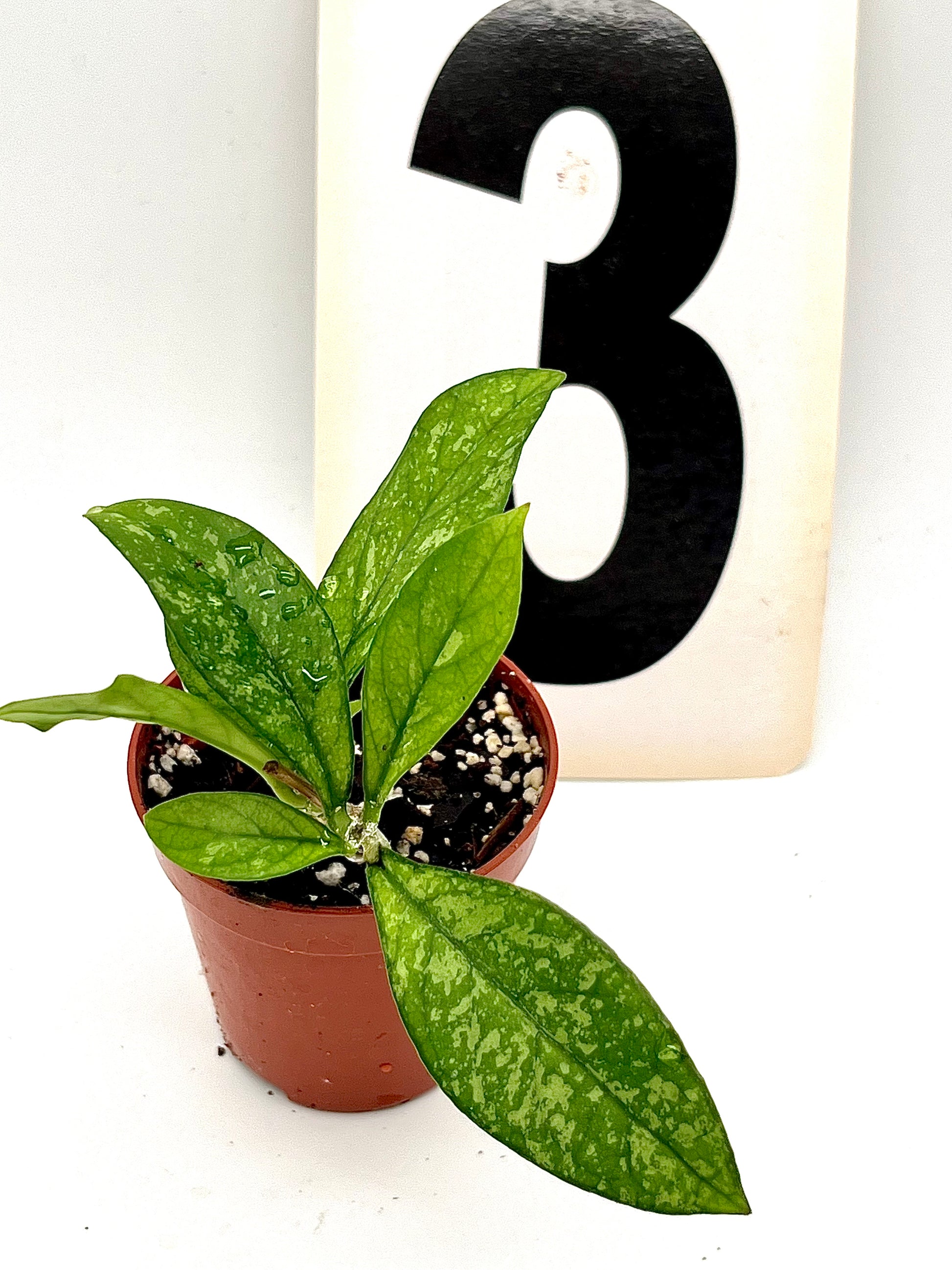 Hoya Crassipetiolata