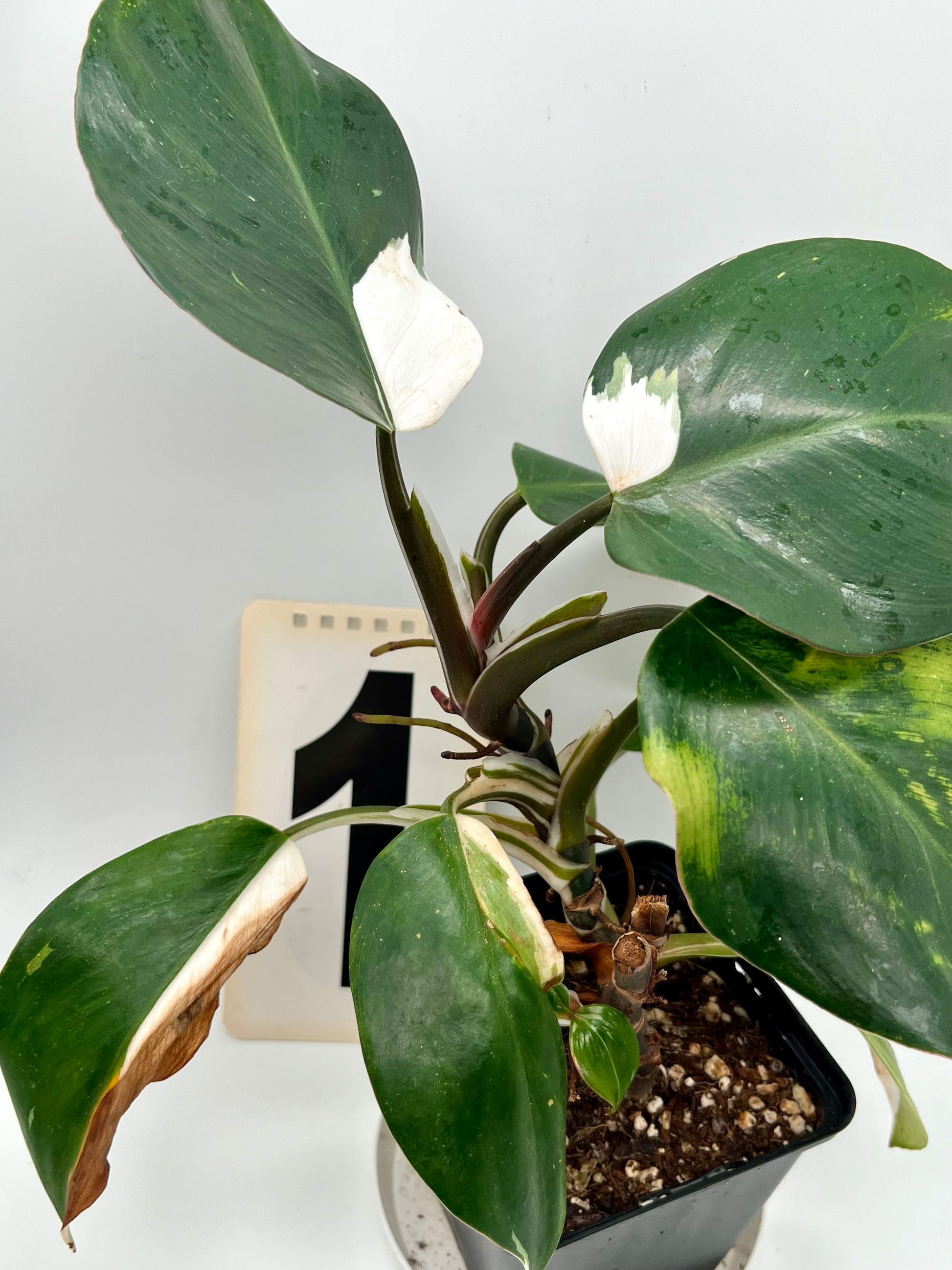 Philodendron White Knight