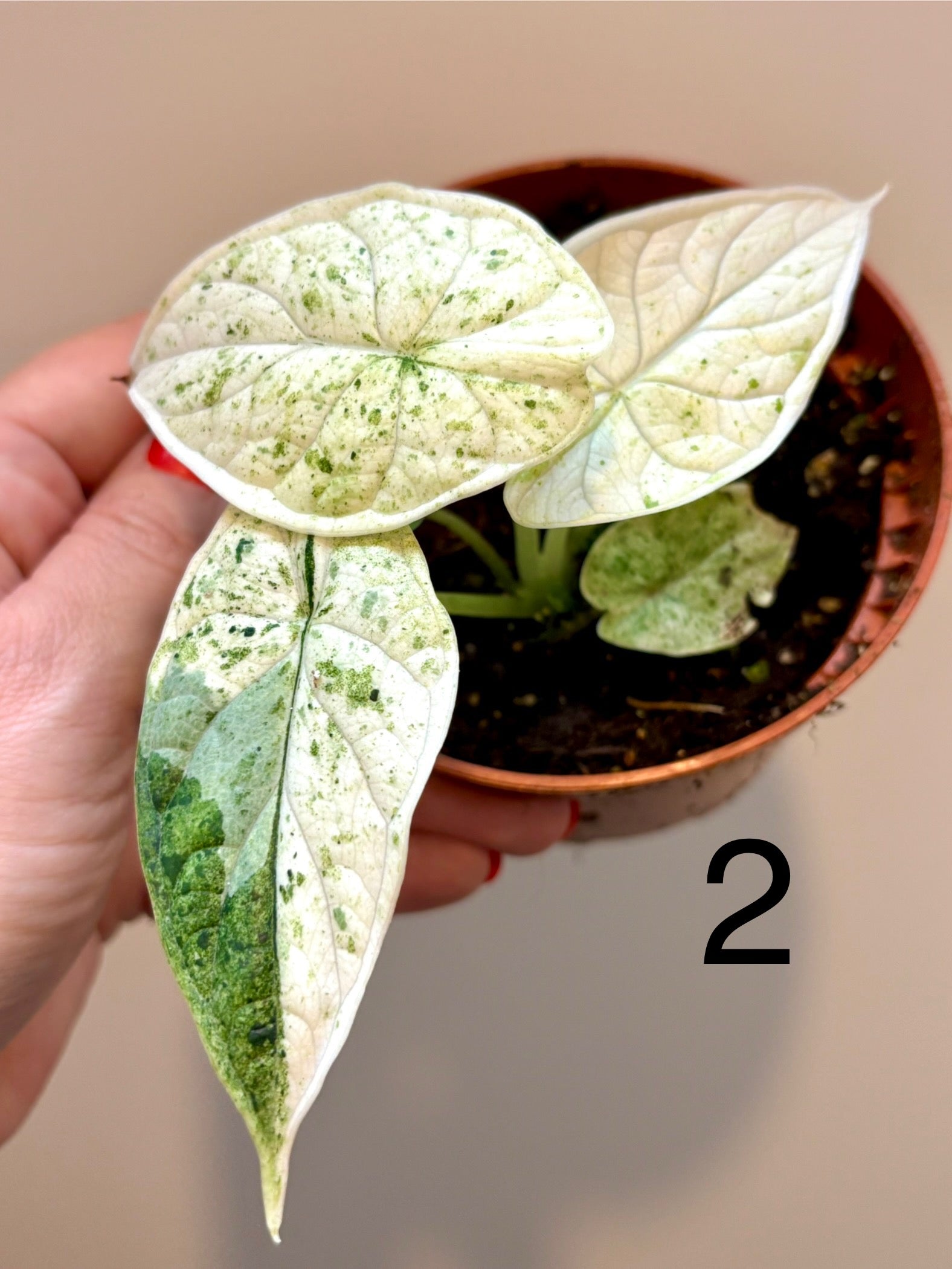 Special Deal - Alocasia Dragon Scale Mint