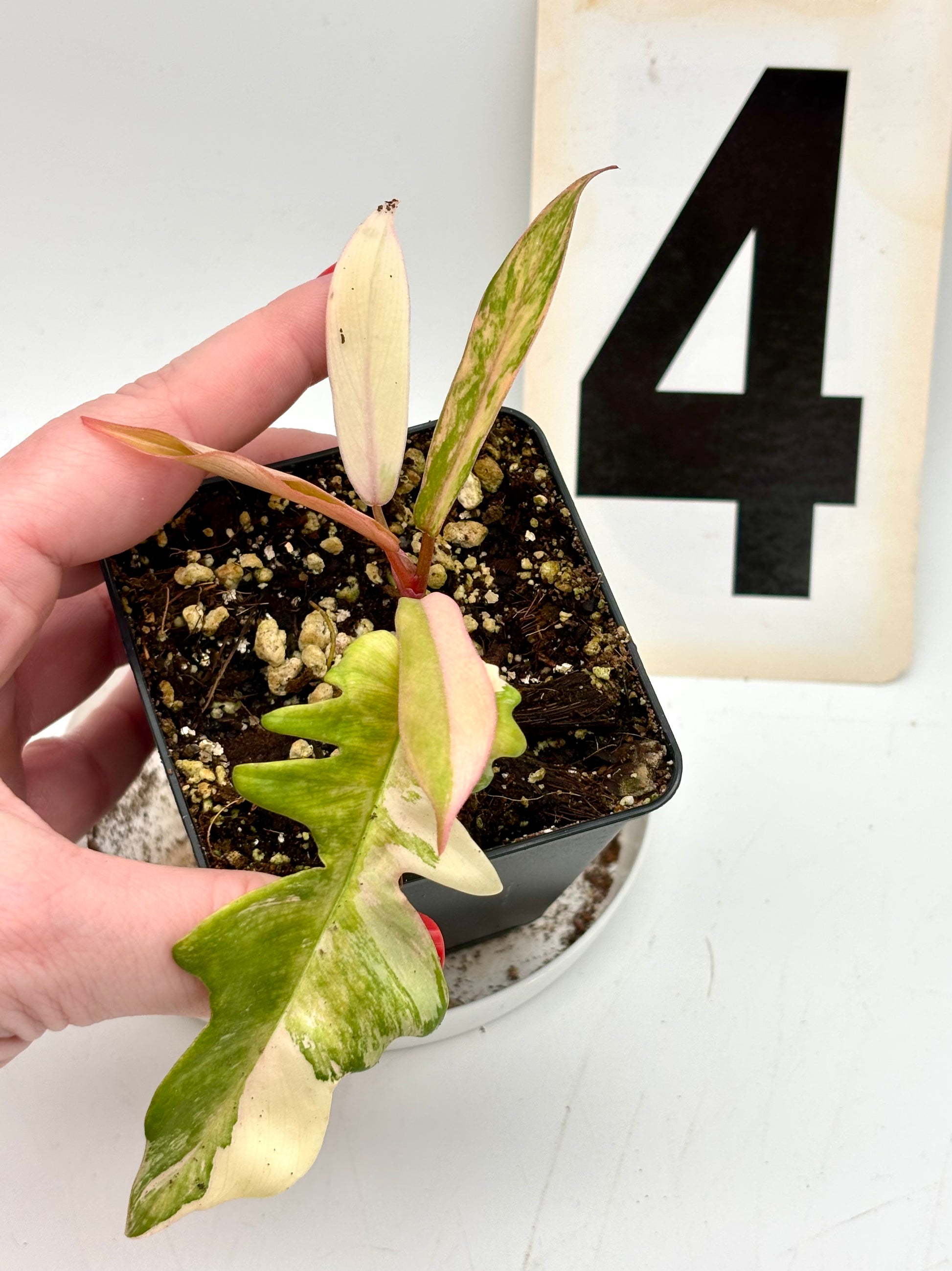 Philodendron Tortum Variegata x Florida Beauty - Exotic-Flowers