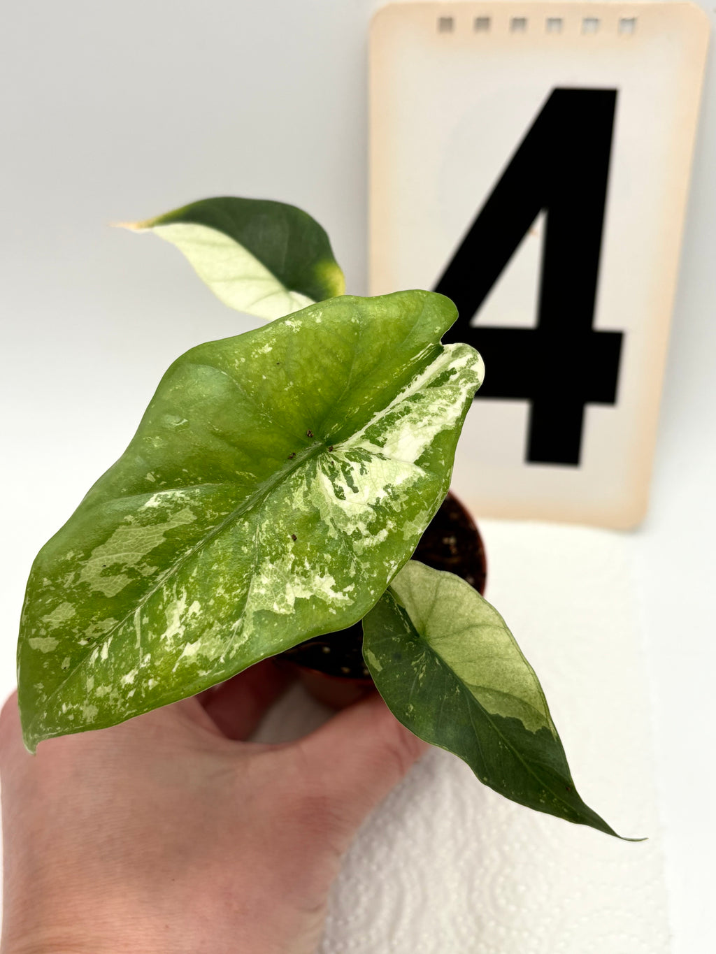 Alocasia Simpo Albo Variegata