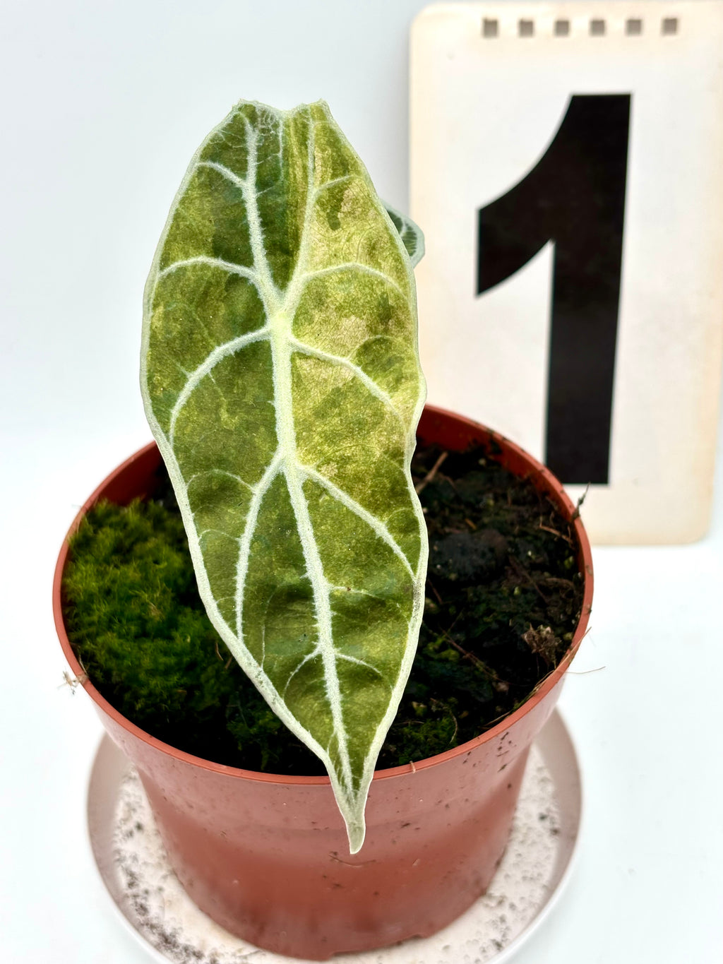 Alocasia Watsoniana Lightning Variegata Pflanze mit grünen und weißen Blättern, exotische Zimmerpflanze von Exotic-Flowers