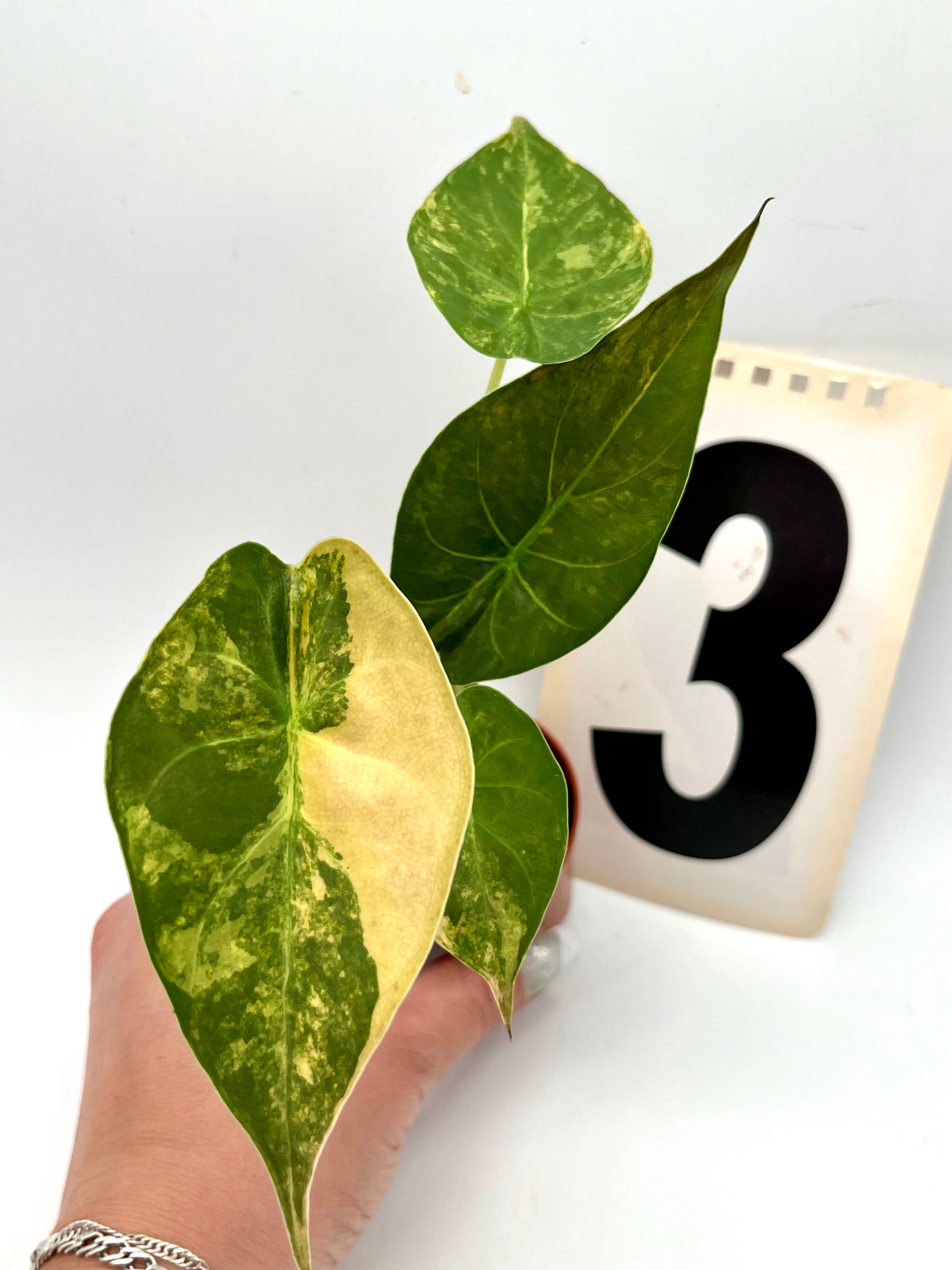 Alocasia Wentii (Sunset) Variegata