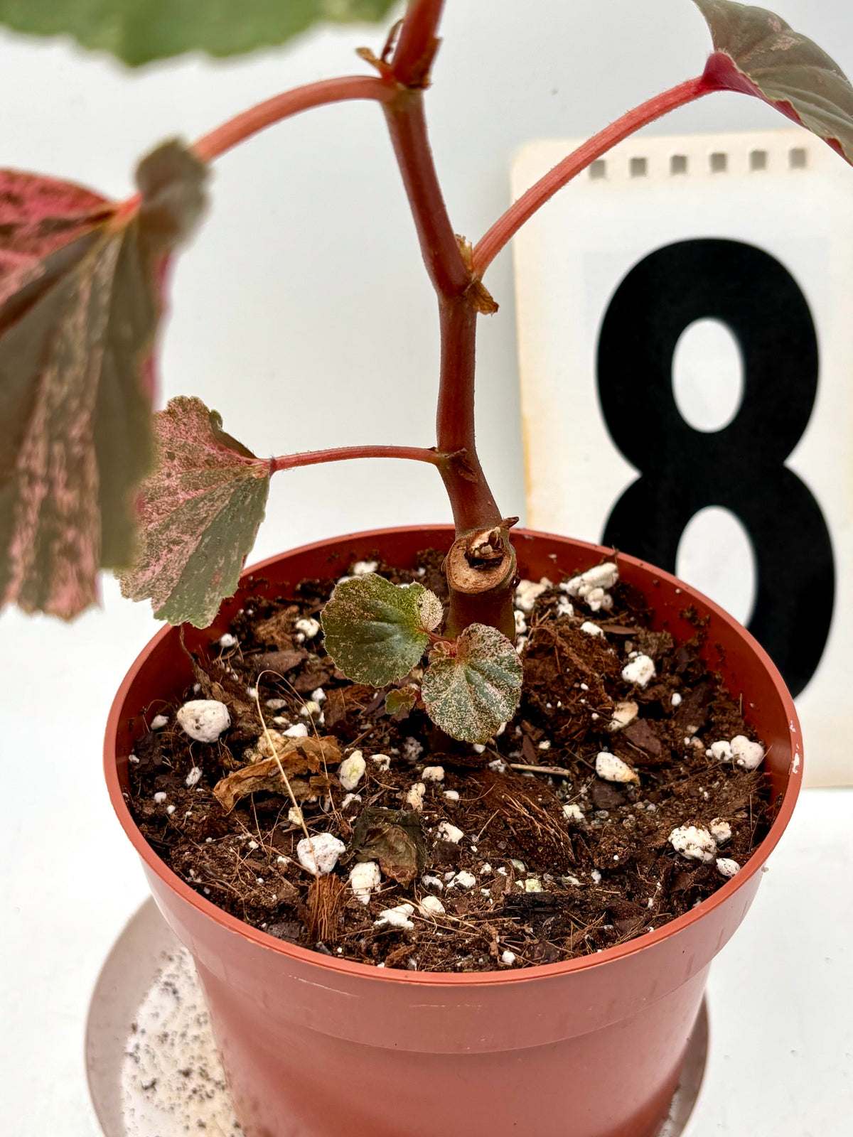 Begonia Cucullata Variegata
