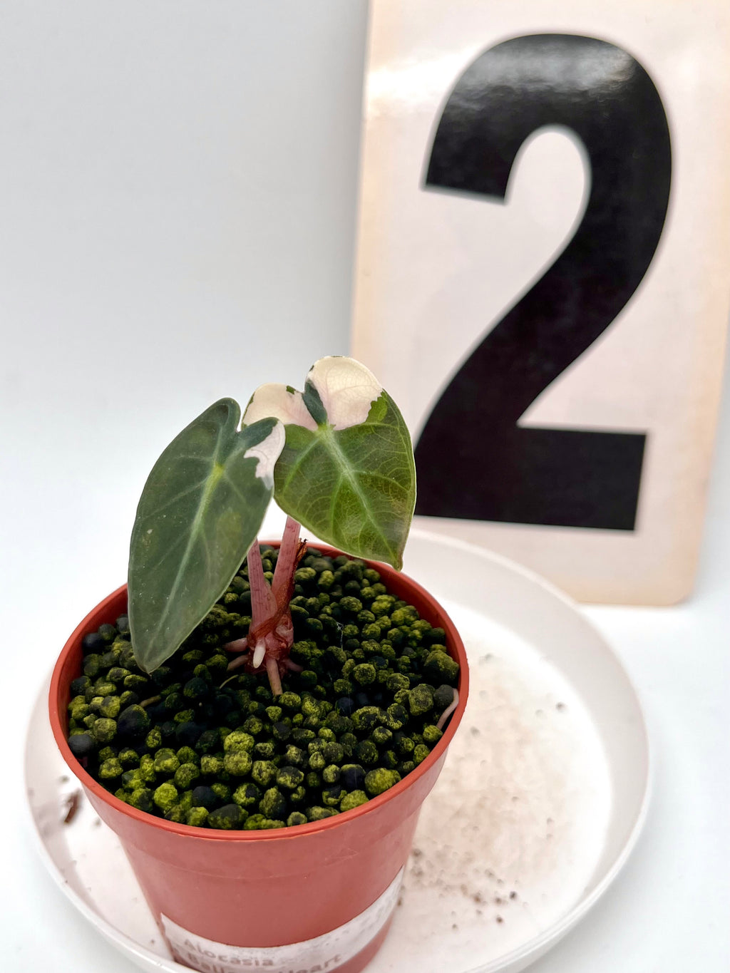 Alocasia Balloon Heart Variegata