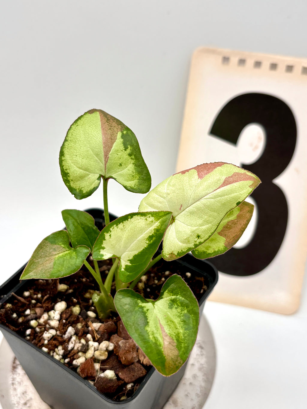 Syngonium Strawberry Milk