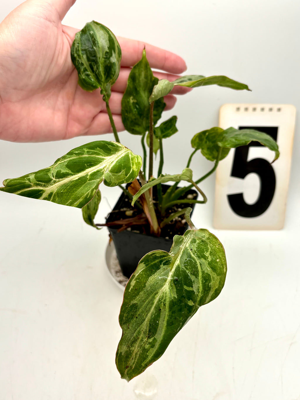 Philodendron Gloriosum Variegata / Snow Leopard - Jungpflanzen