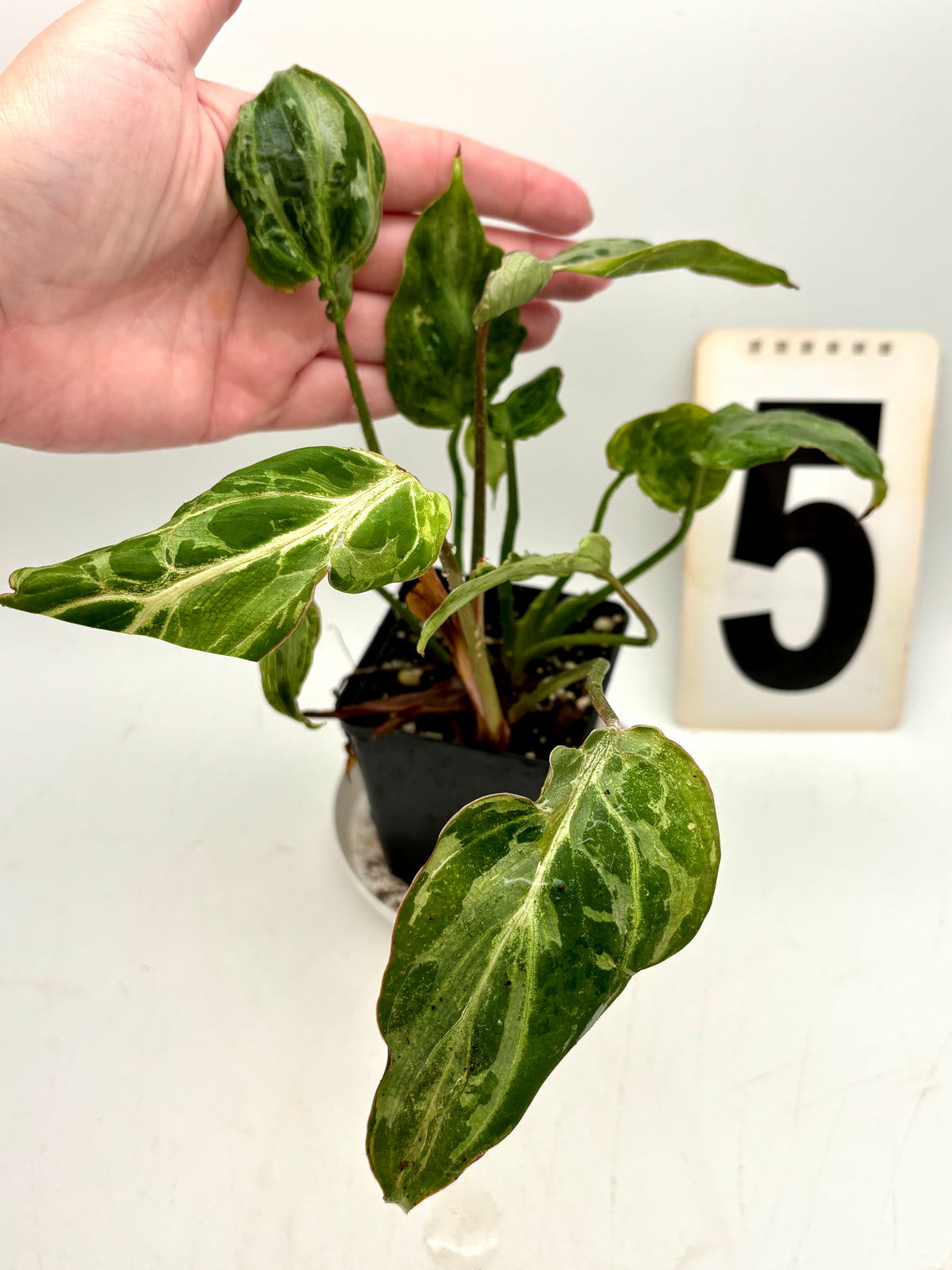 Philodendron Gloriosum Variegata / Snow Leopard - Jungpflanzen