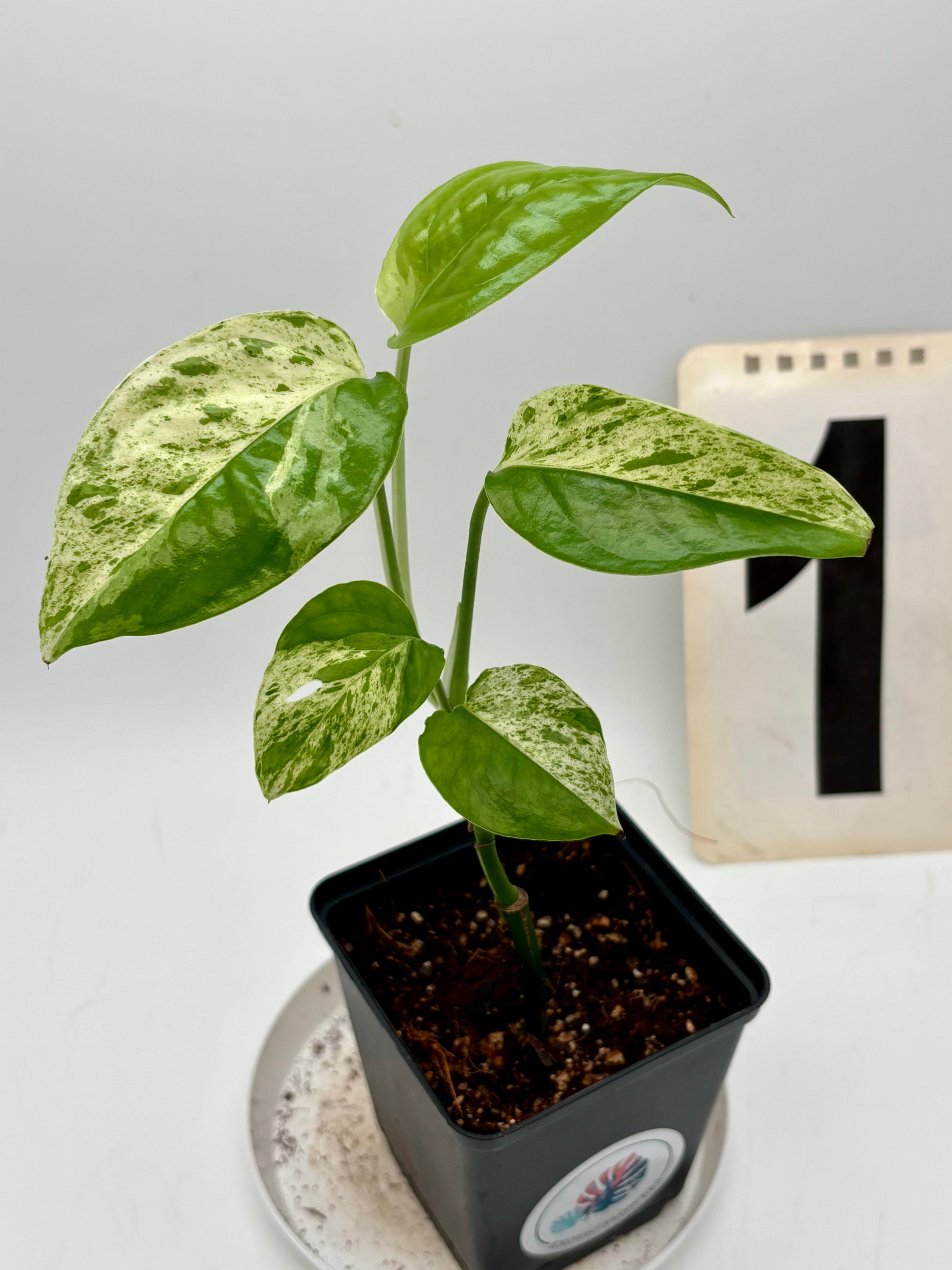 Epipremnum Pinnatum Marble Variegata - Exotic-Flowers