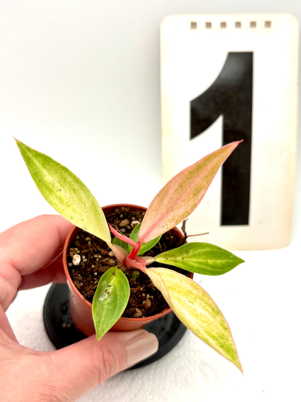 Philodendron Strawberry Caramel Variegata von Exotic-Flowers mit grünem und buntem Blattmuster, im Top auf einer weißen Oberfläche.