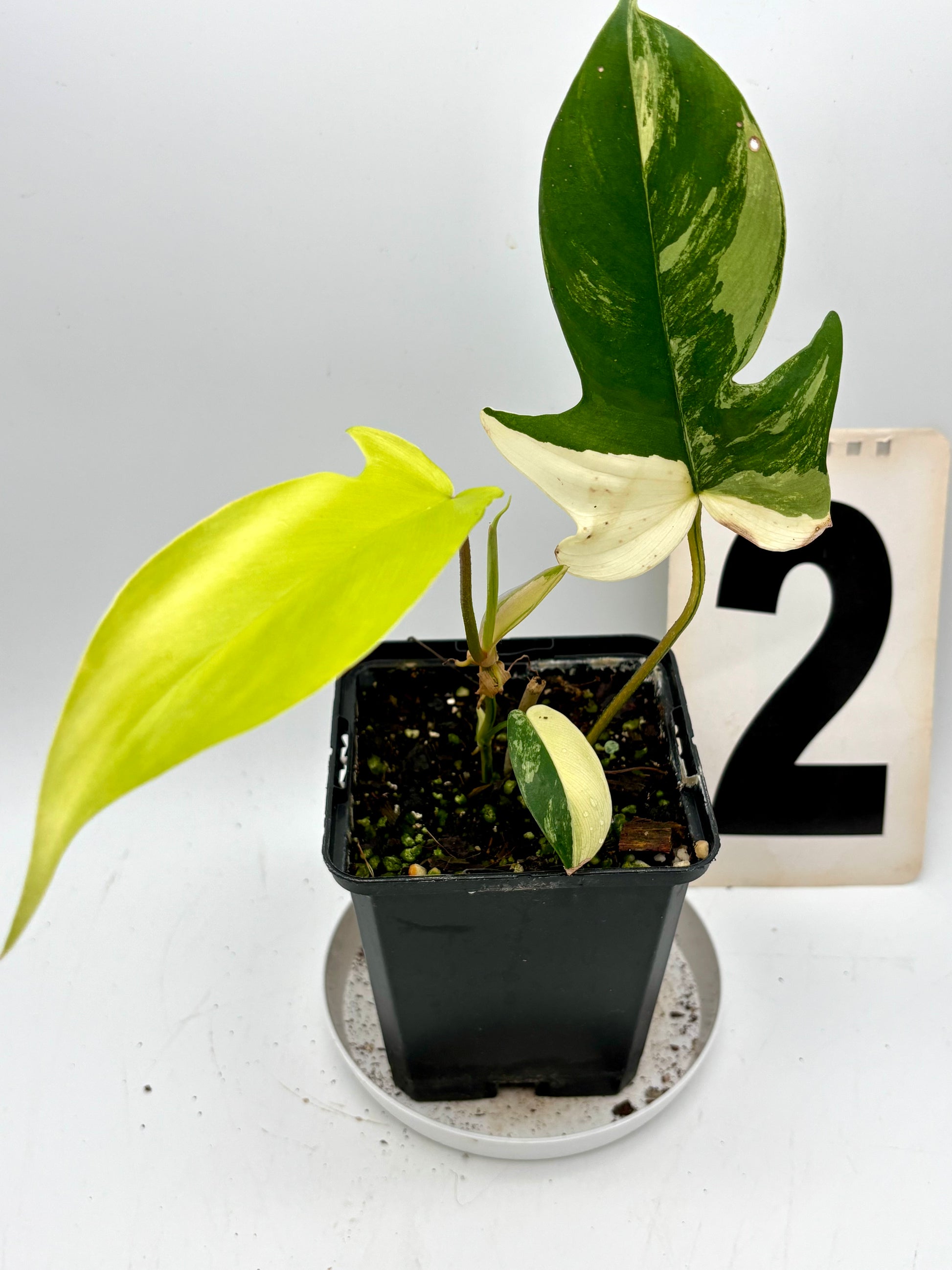 Exotic-Flowers Philodendron Florida Beauty mit grünen, herzförmigen Blättern in einem Topf, Zimmerpflanze für dekoratives Ambiente